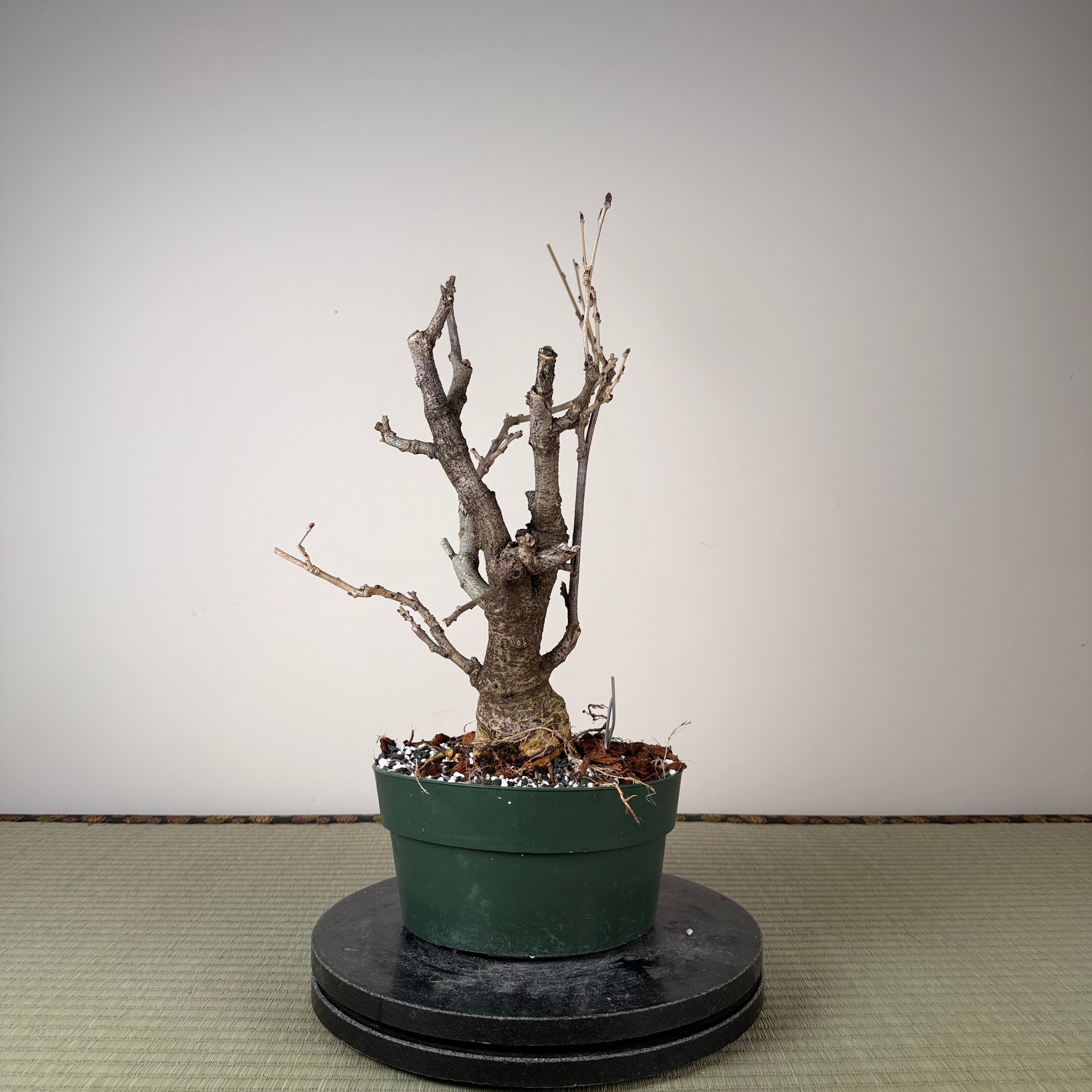 Glycine floribunda