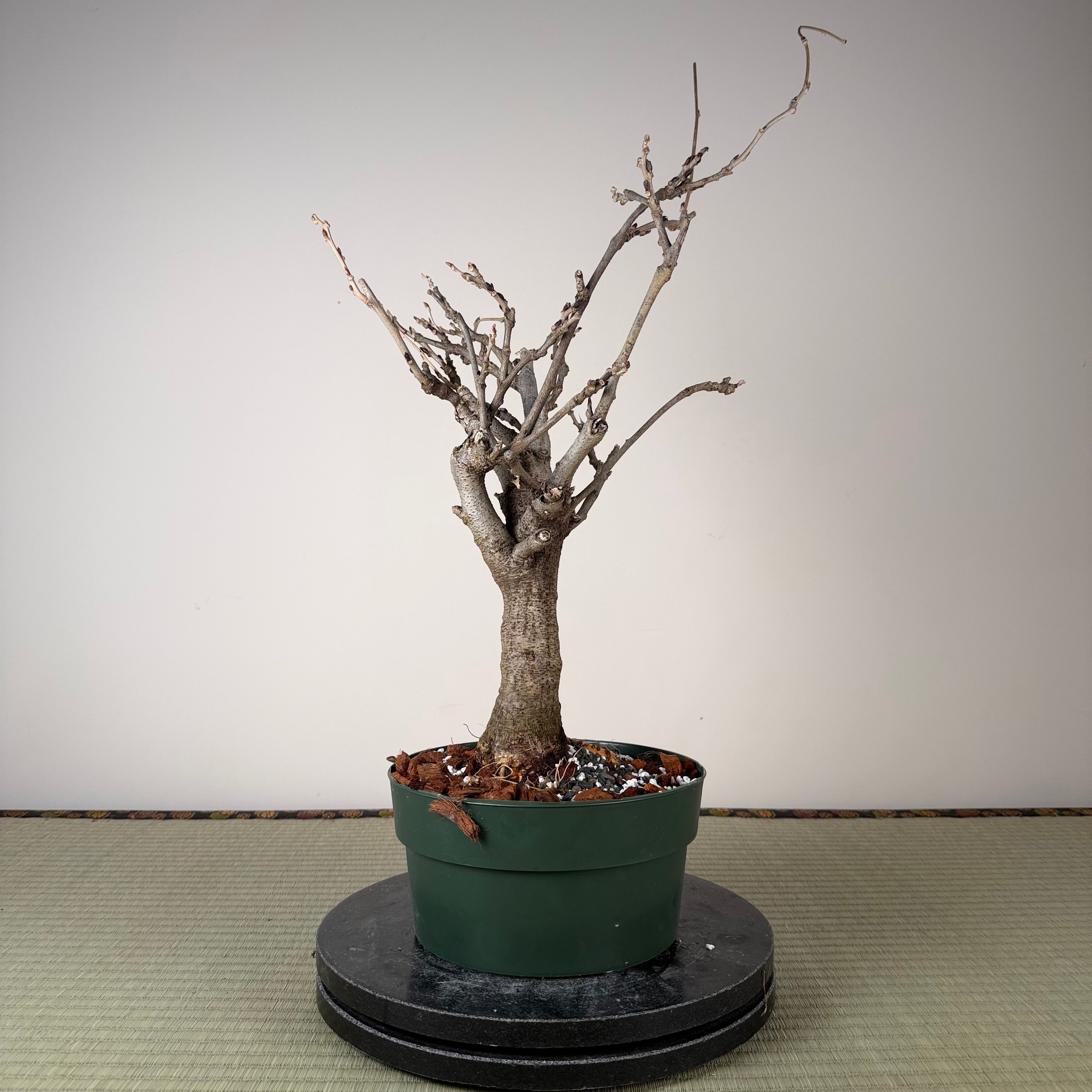 Glycine floribunda