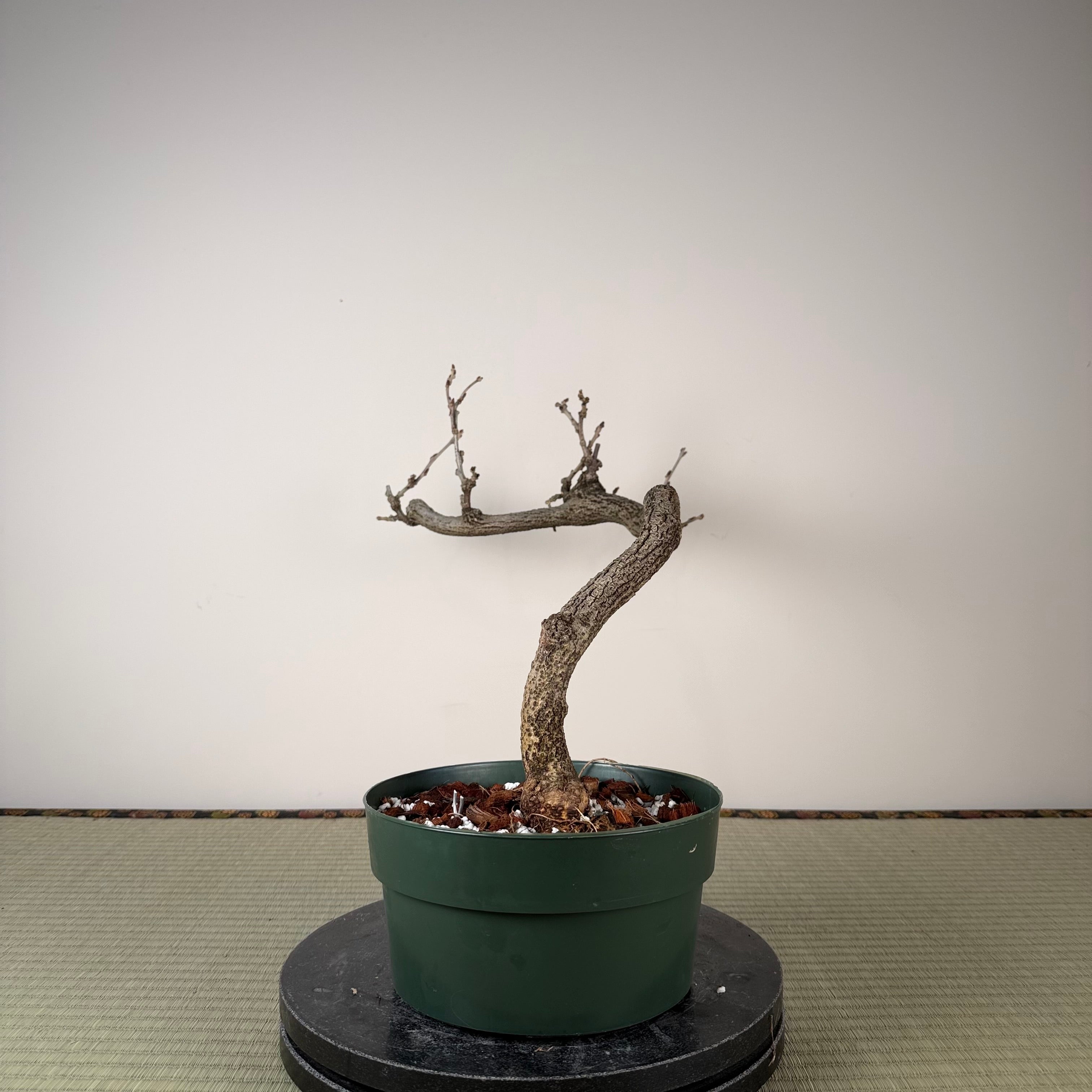 Glycine floribunda