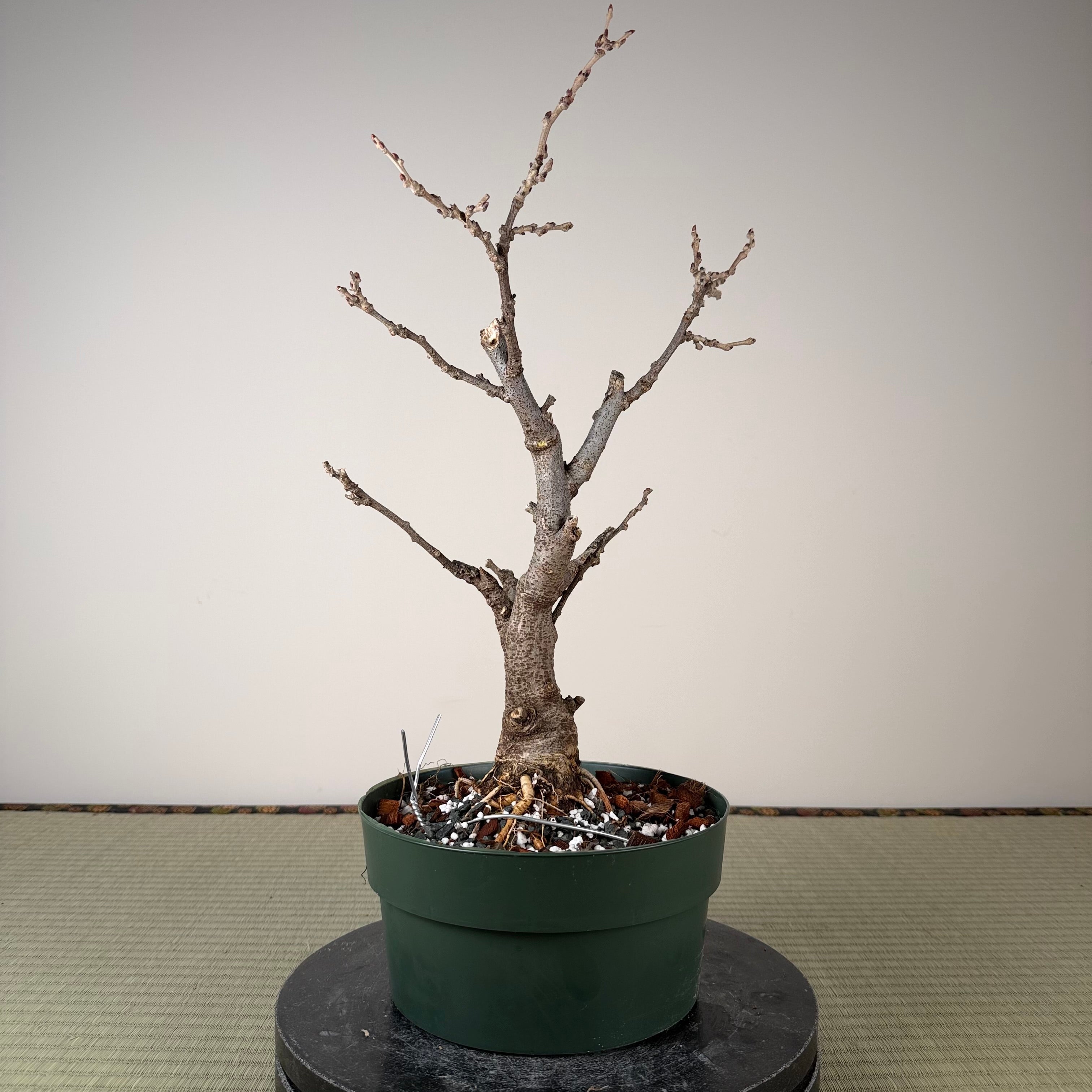 Glycine floribunda