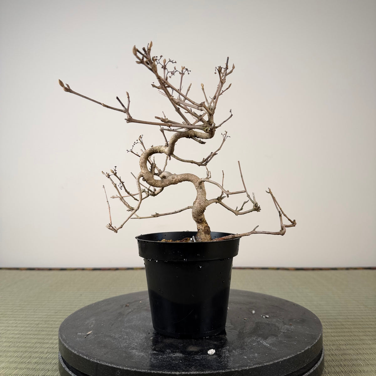 Callicarpa japonica (Toyoda-san)
