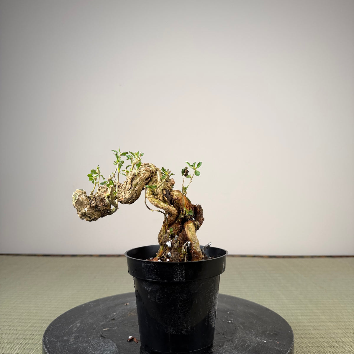 Lycium chinense