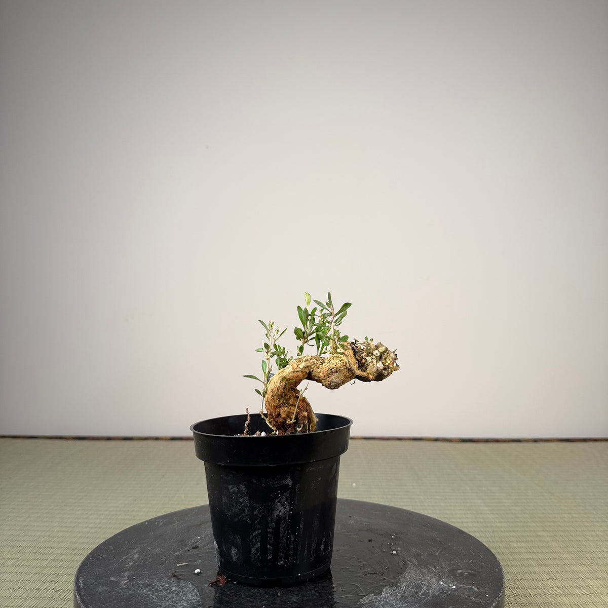 Lycium chinense