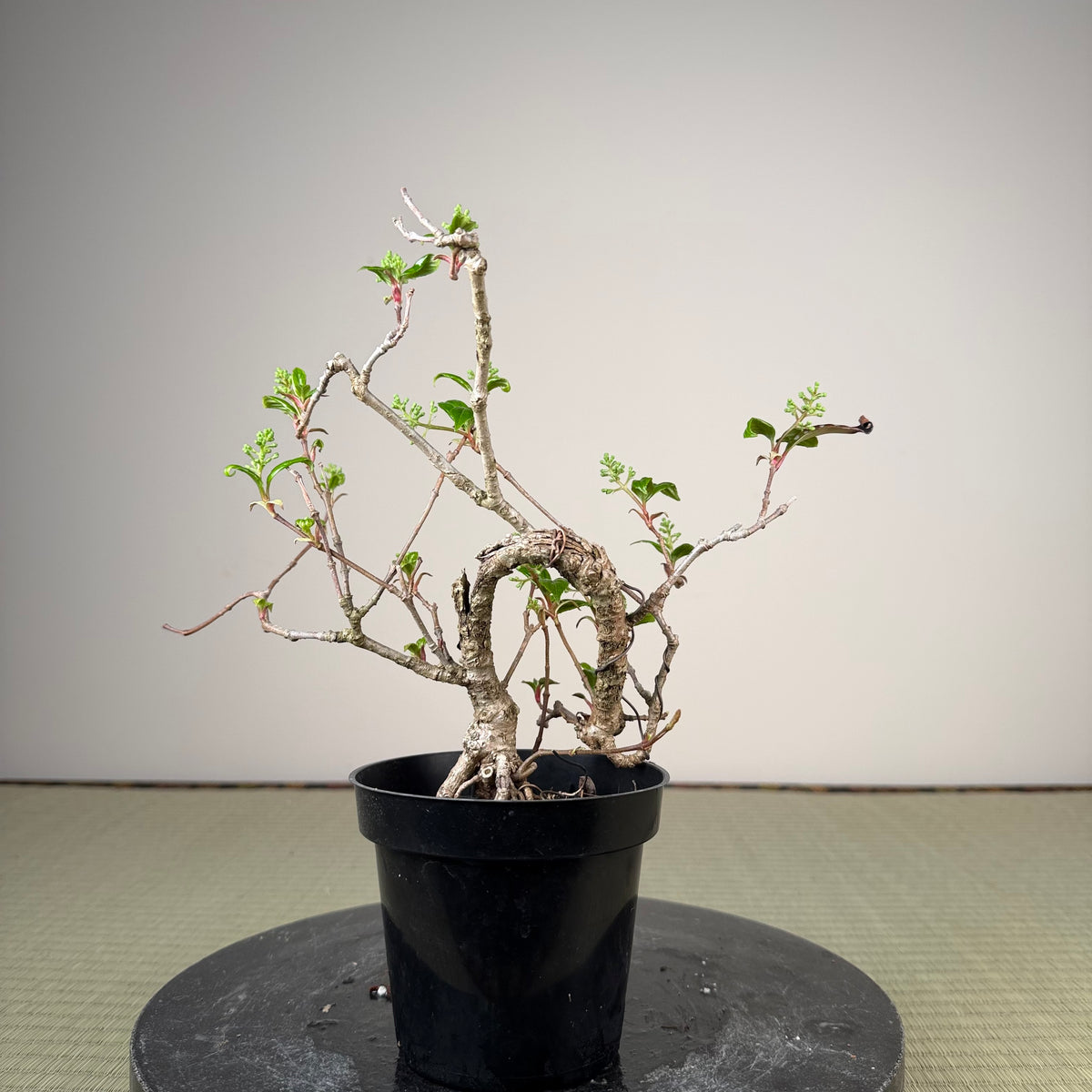 Kadsura japonica