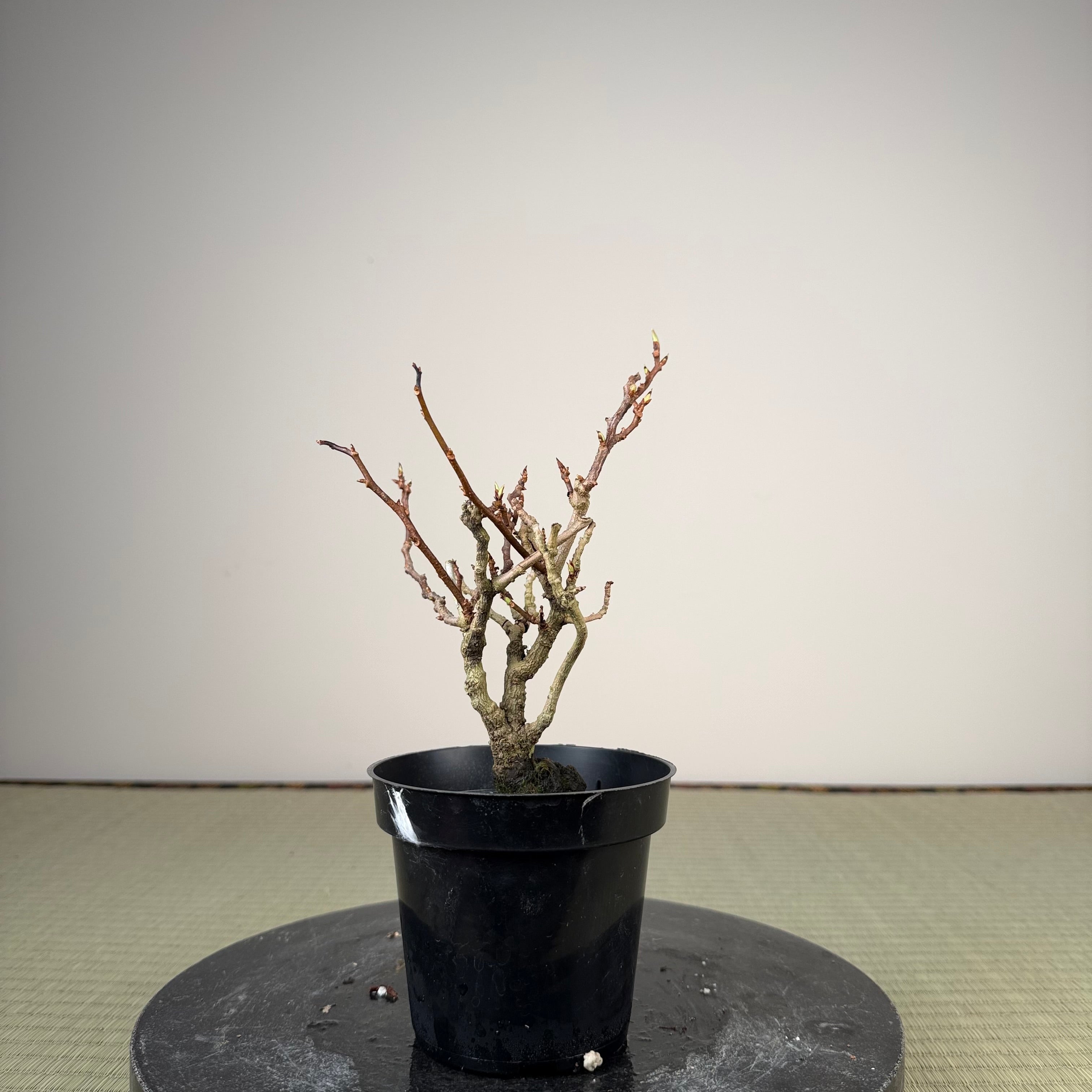 Kadsura japonica