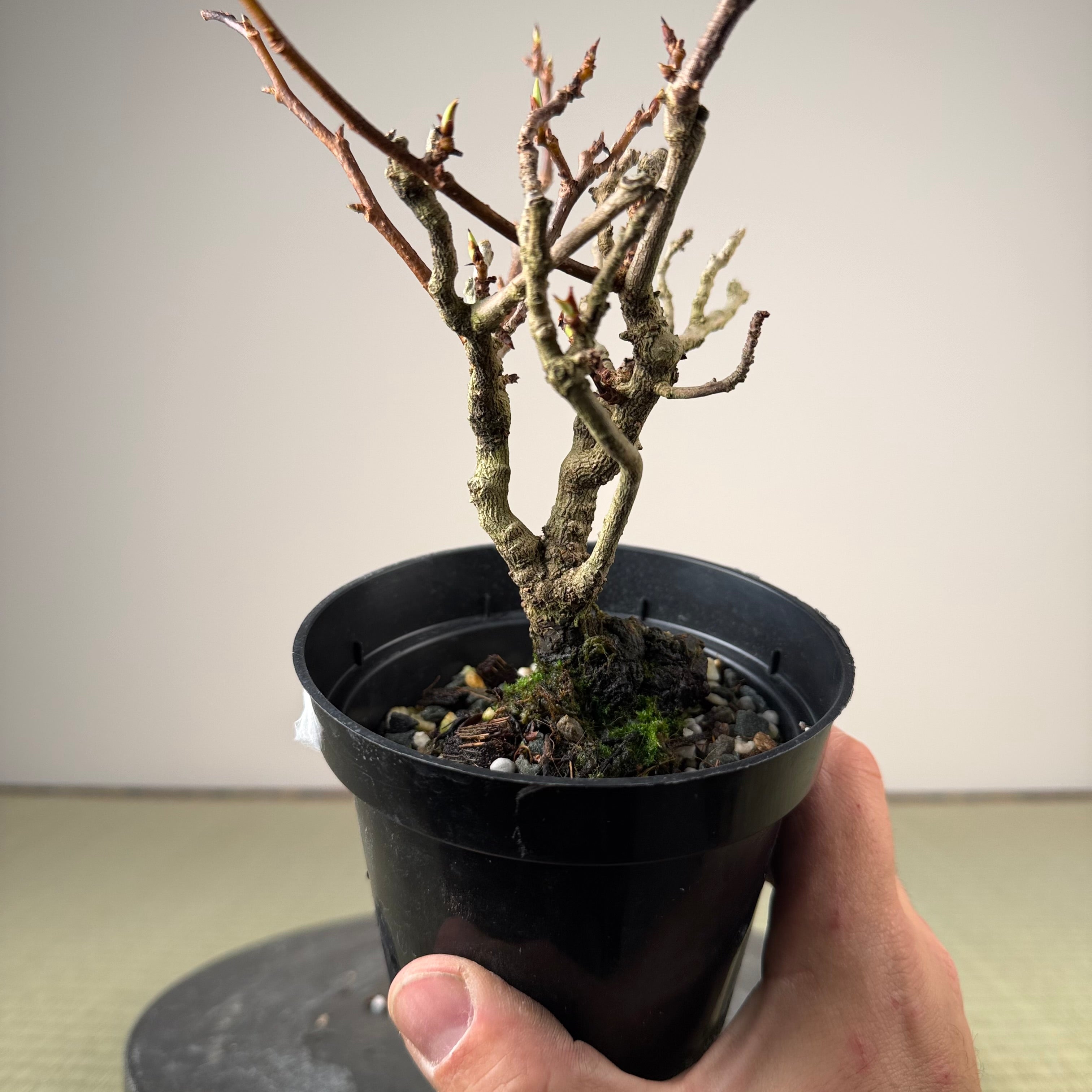 Kadsura japonica