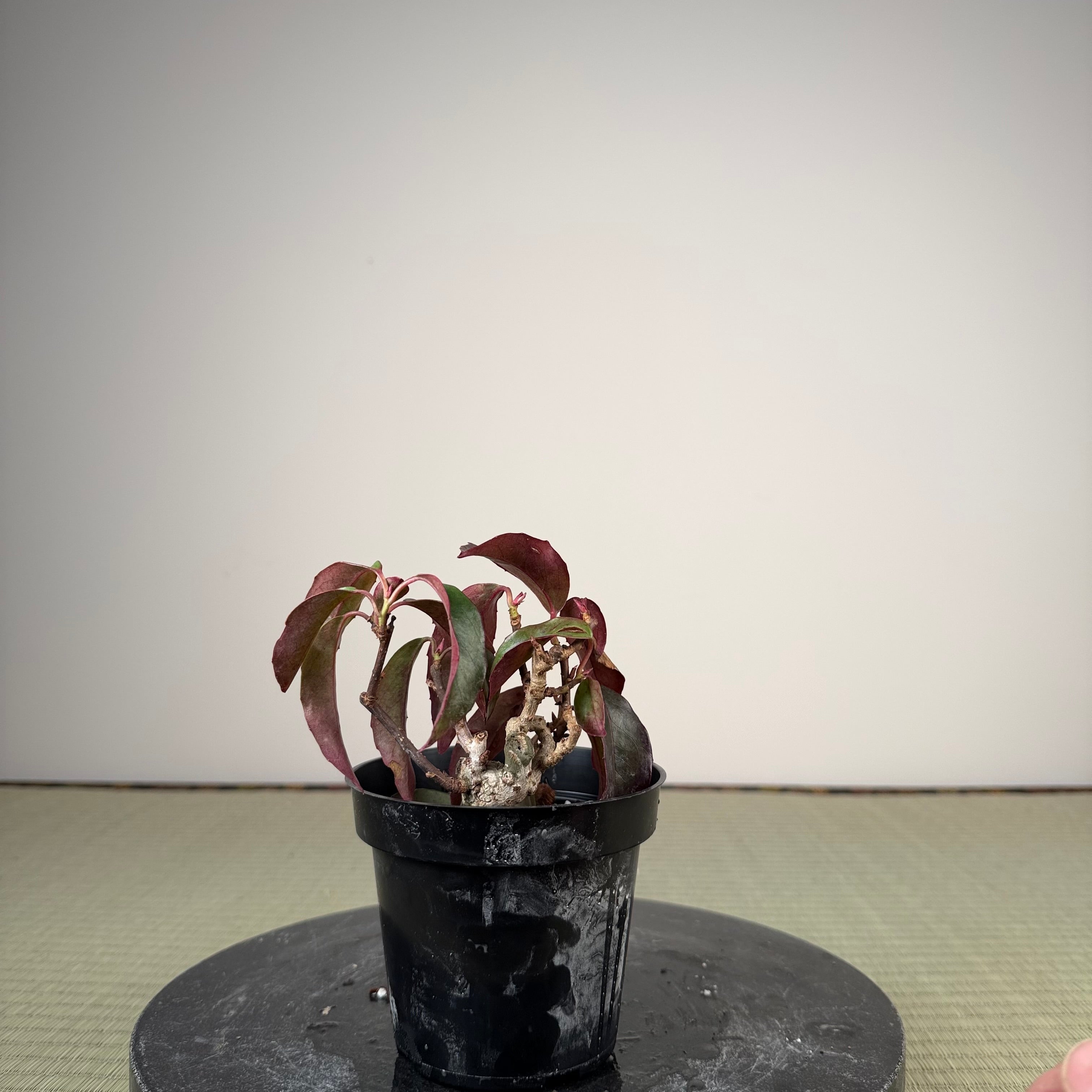 Kadsura japonica