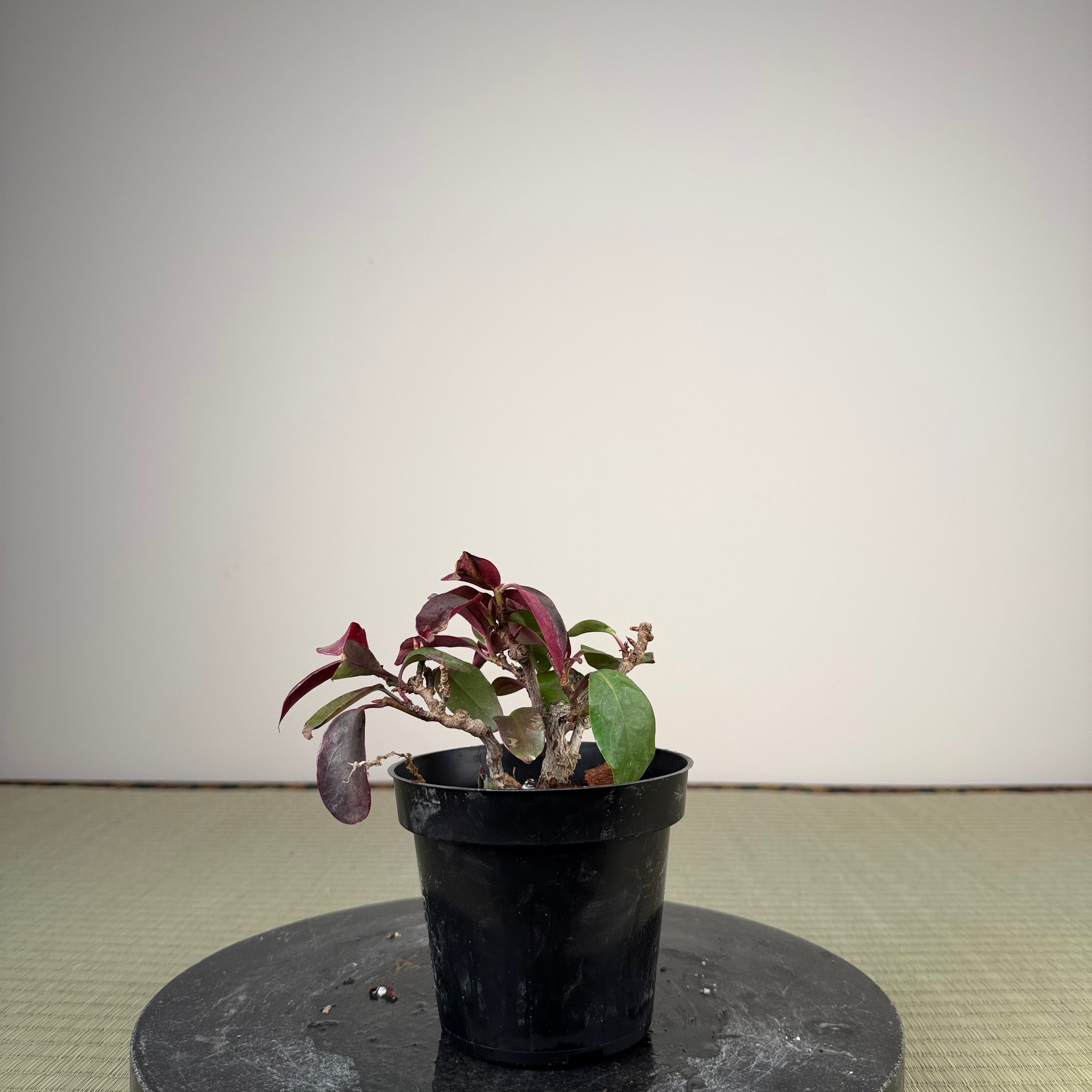 Kadsura japonica