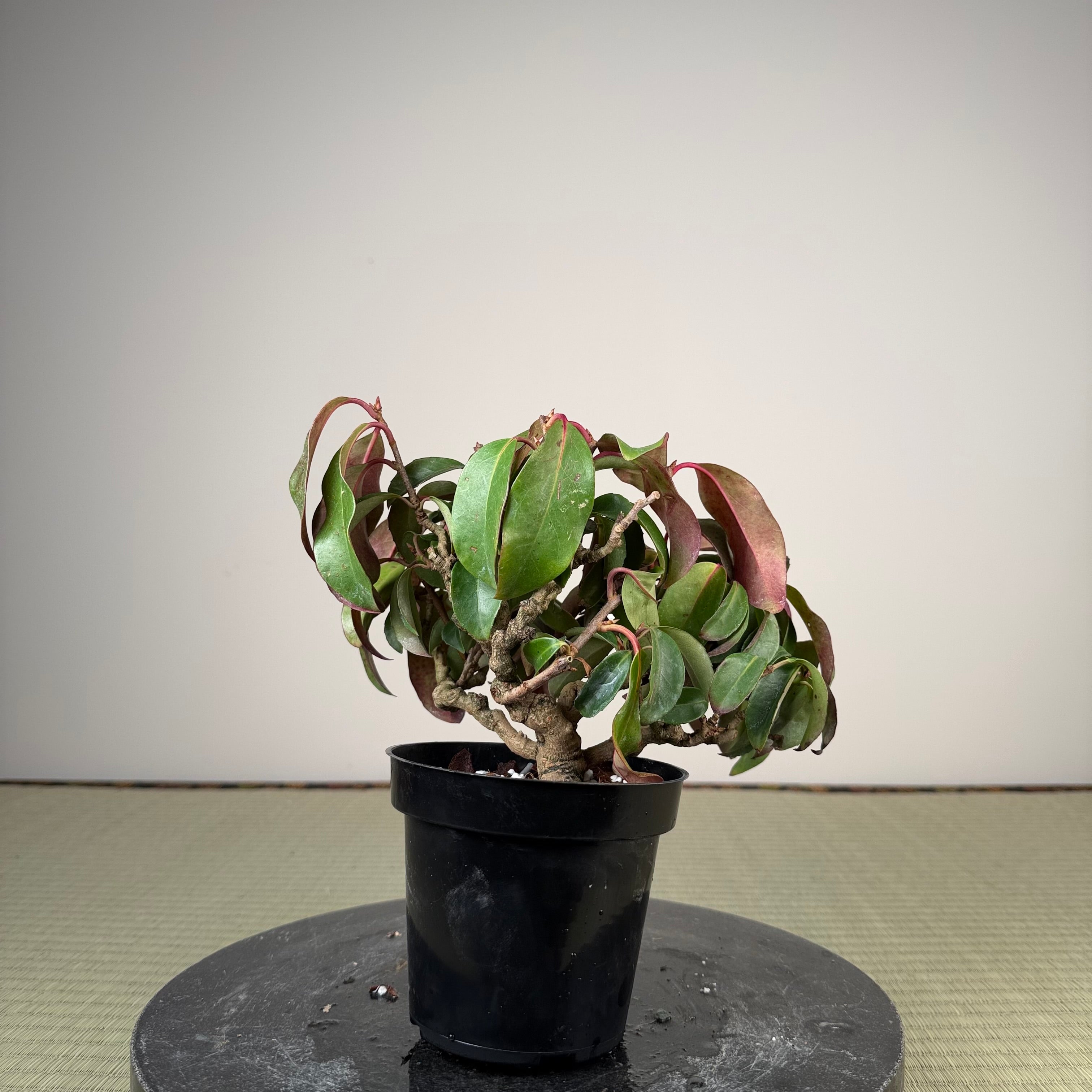 Kadsura japonica
