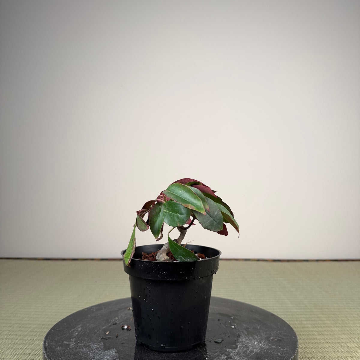 Kadsura japonica