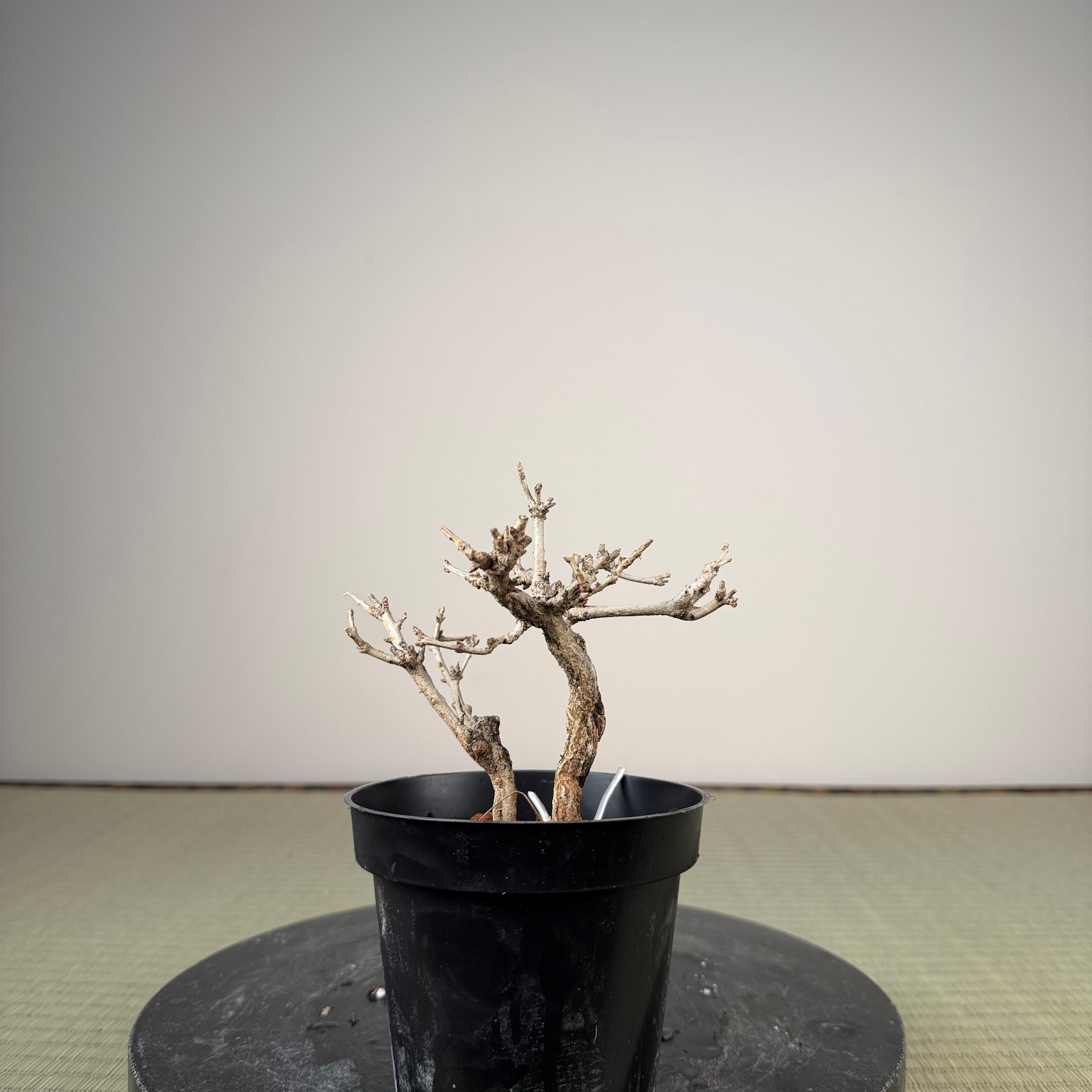 Punica granatum