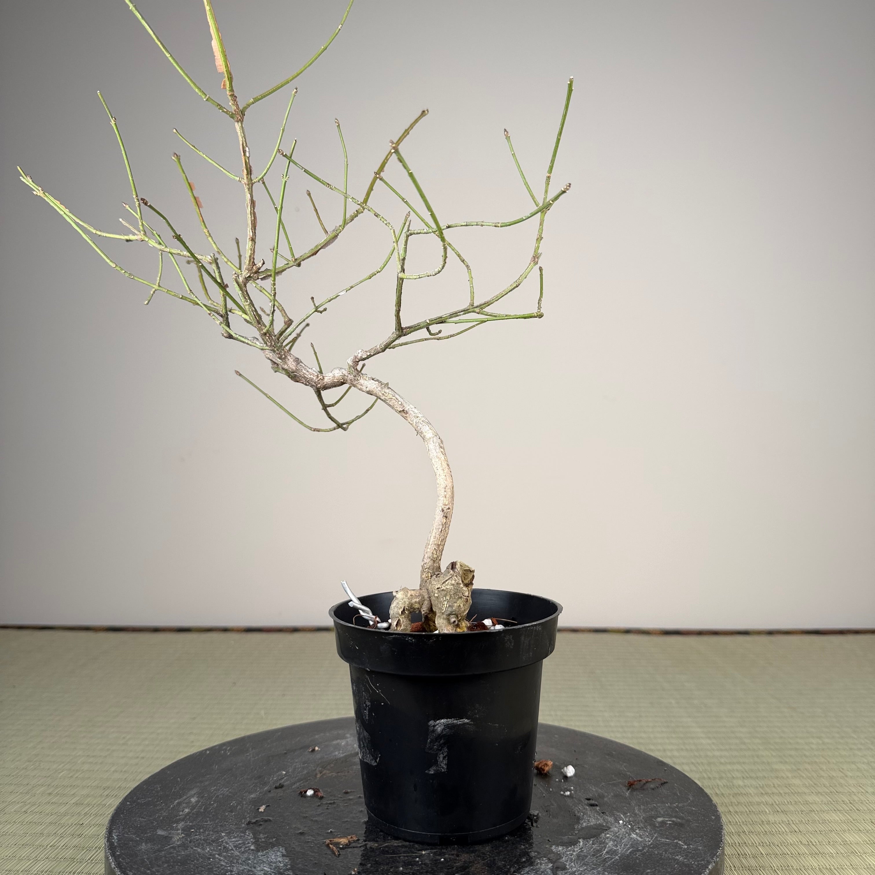 Euonymus