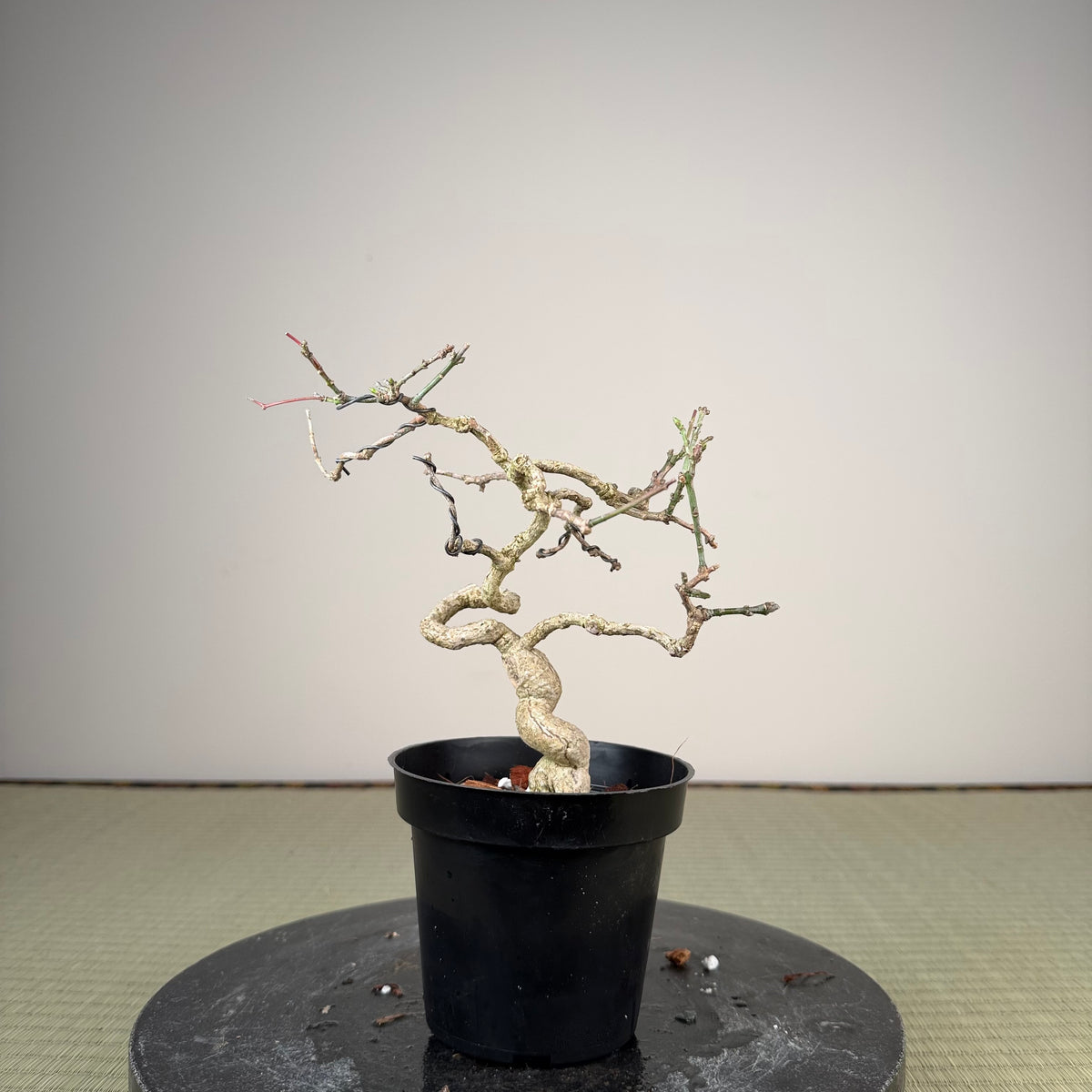 Euonymus