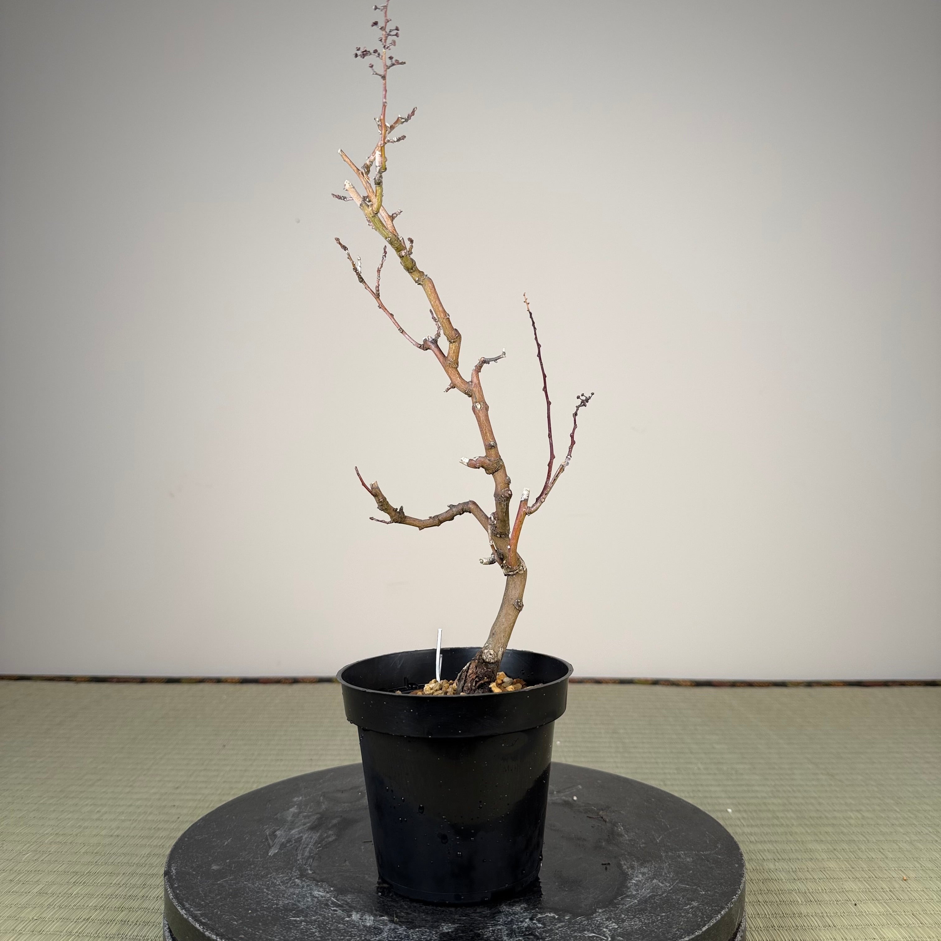 Berchemia racemosa