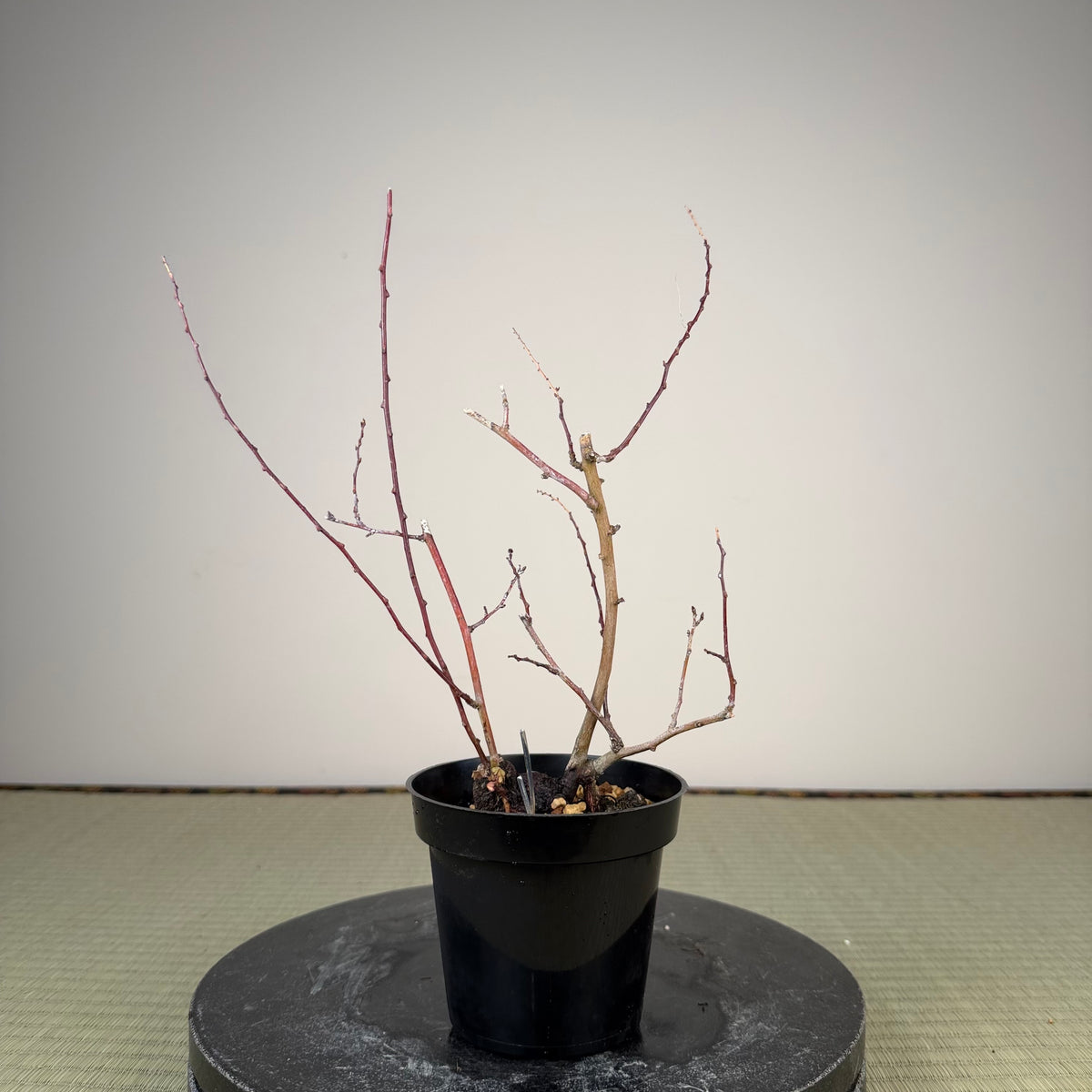Berchemia racemosa