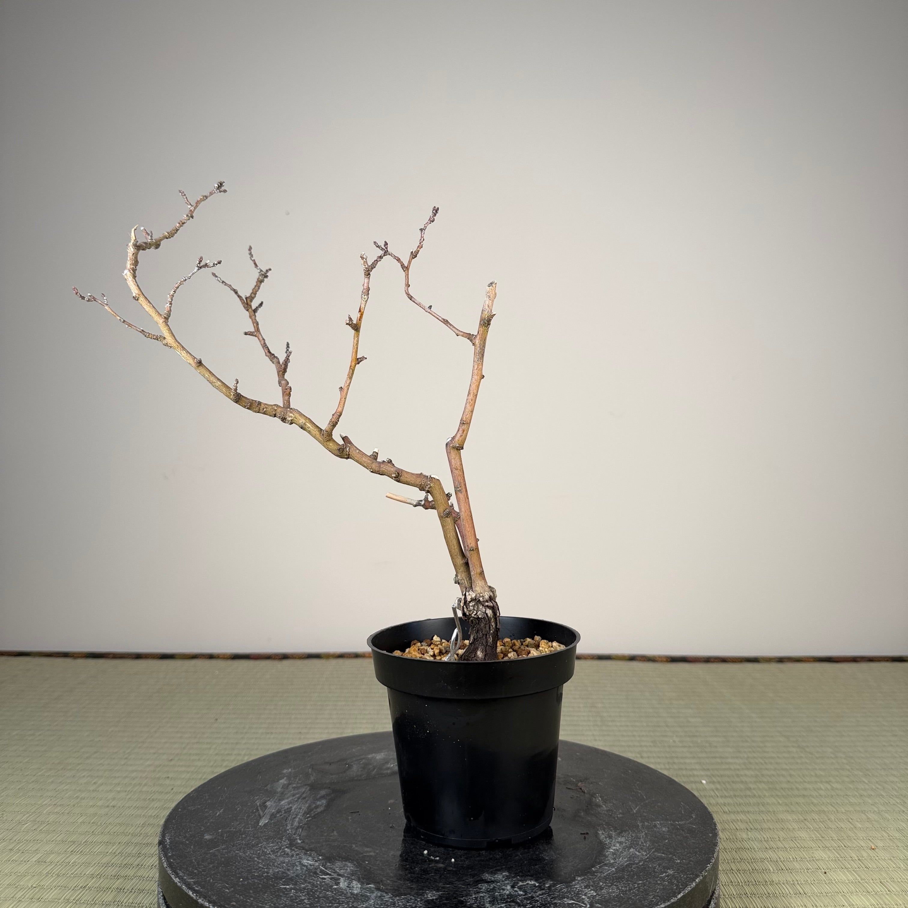 Berchemia racemosa