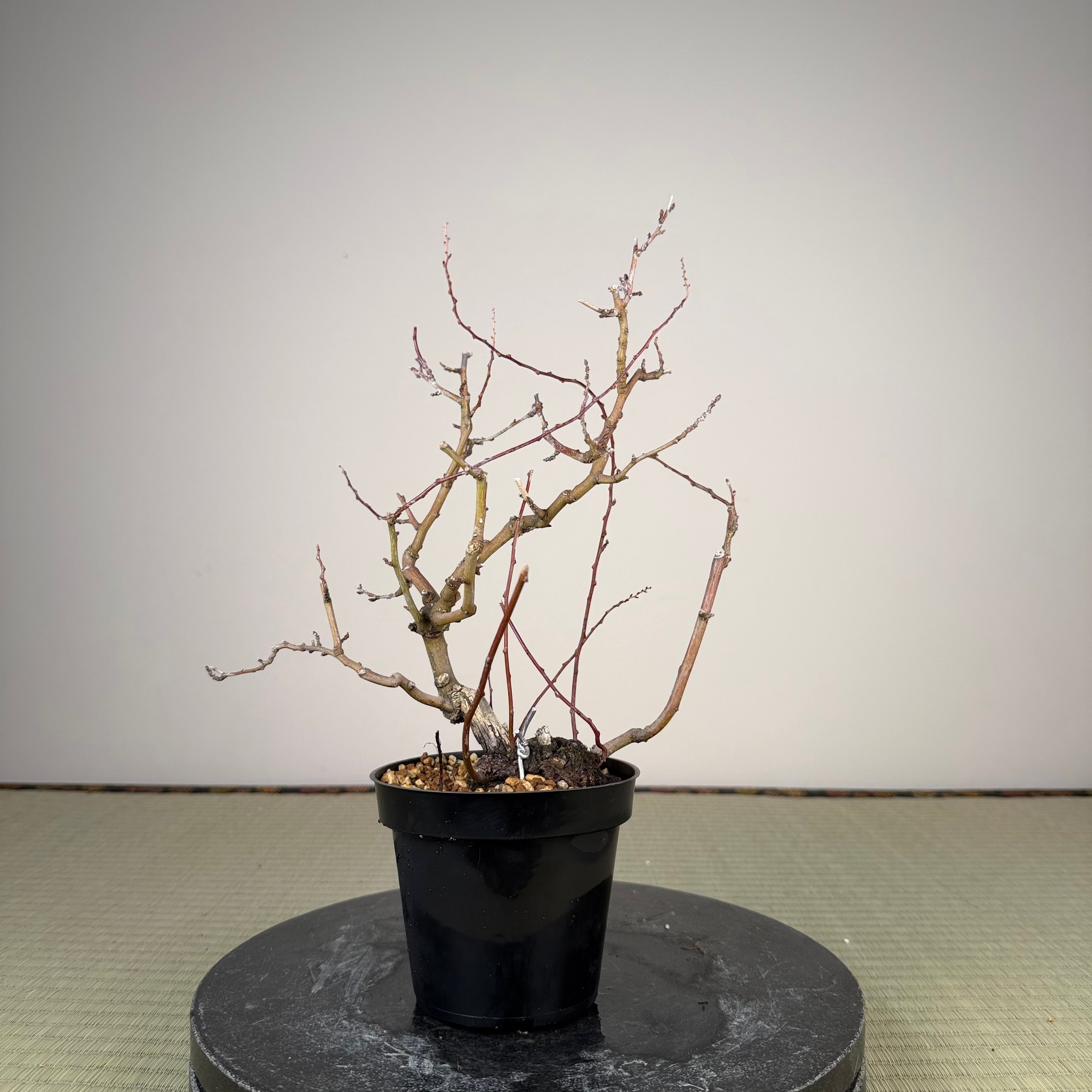 Berchemia racemosa