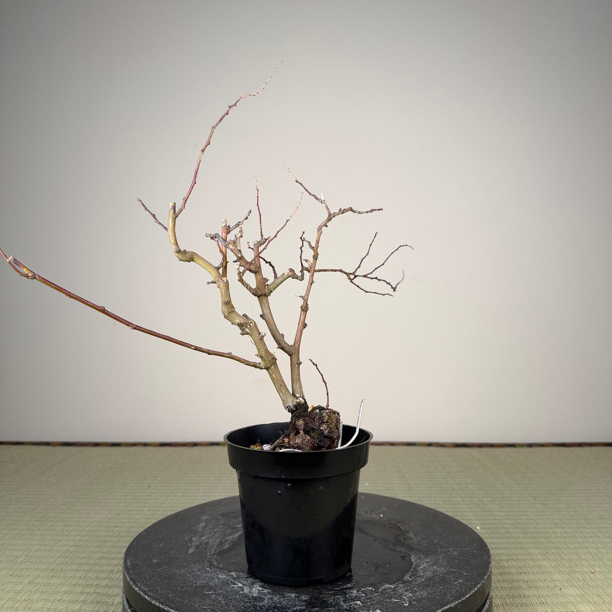 Berchemia racemosa