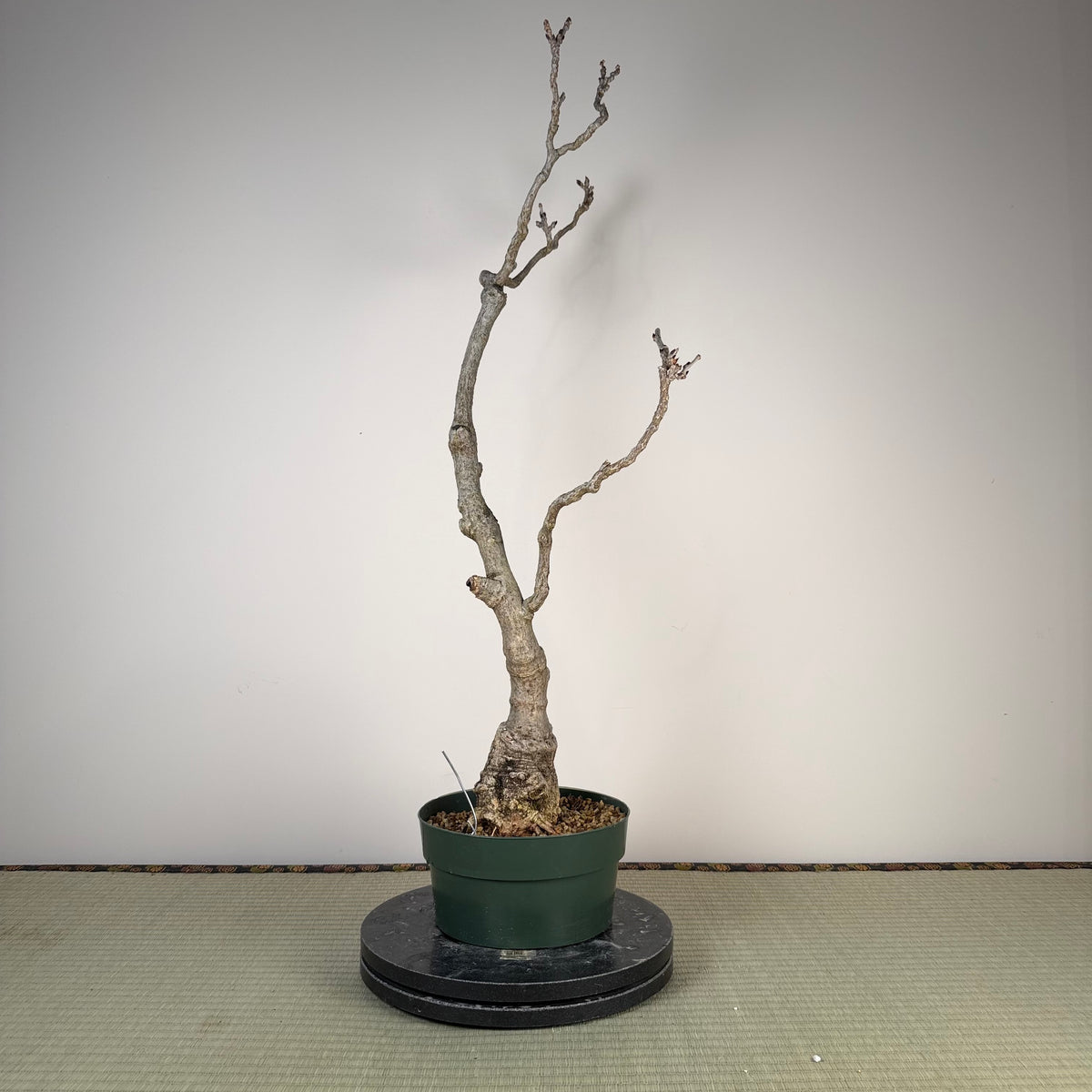 Wisteria floribunda