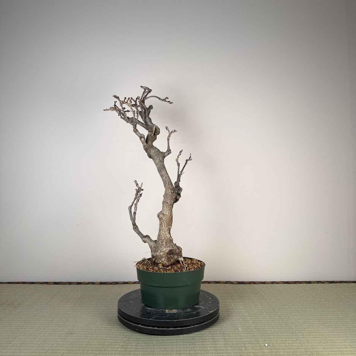 Wisteria floribunda