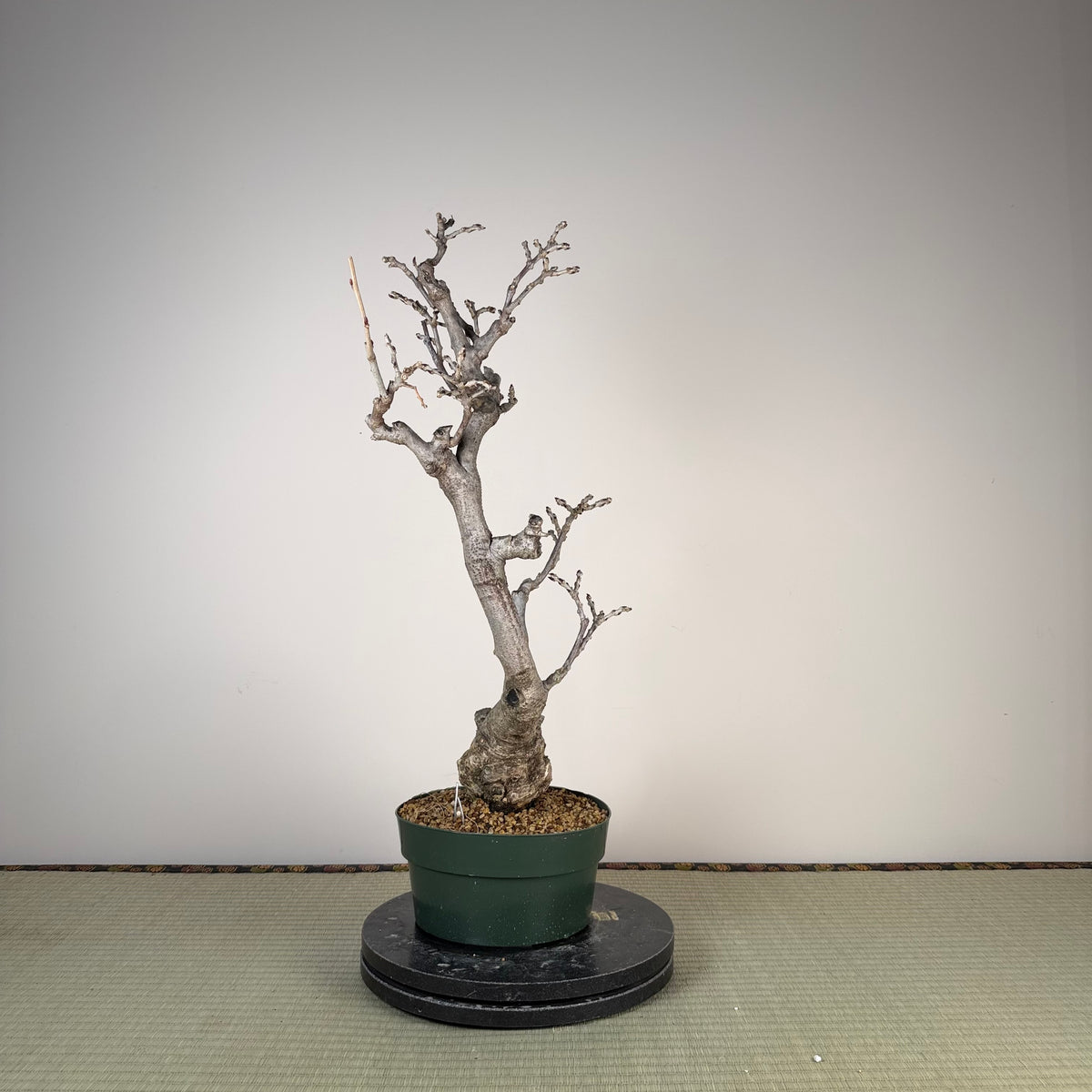 Wisteria floribunda