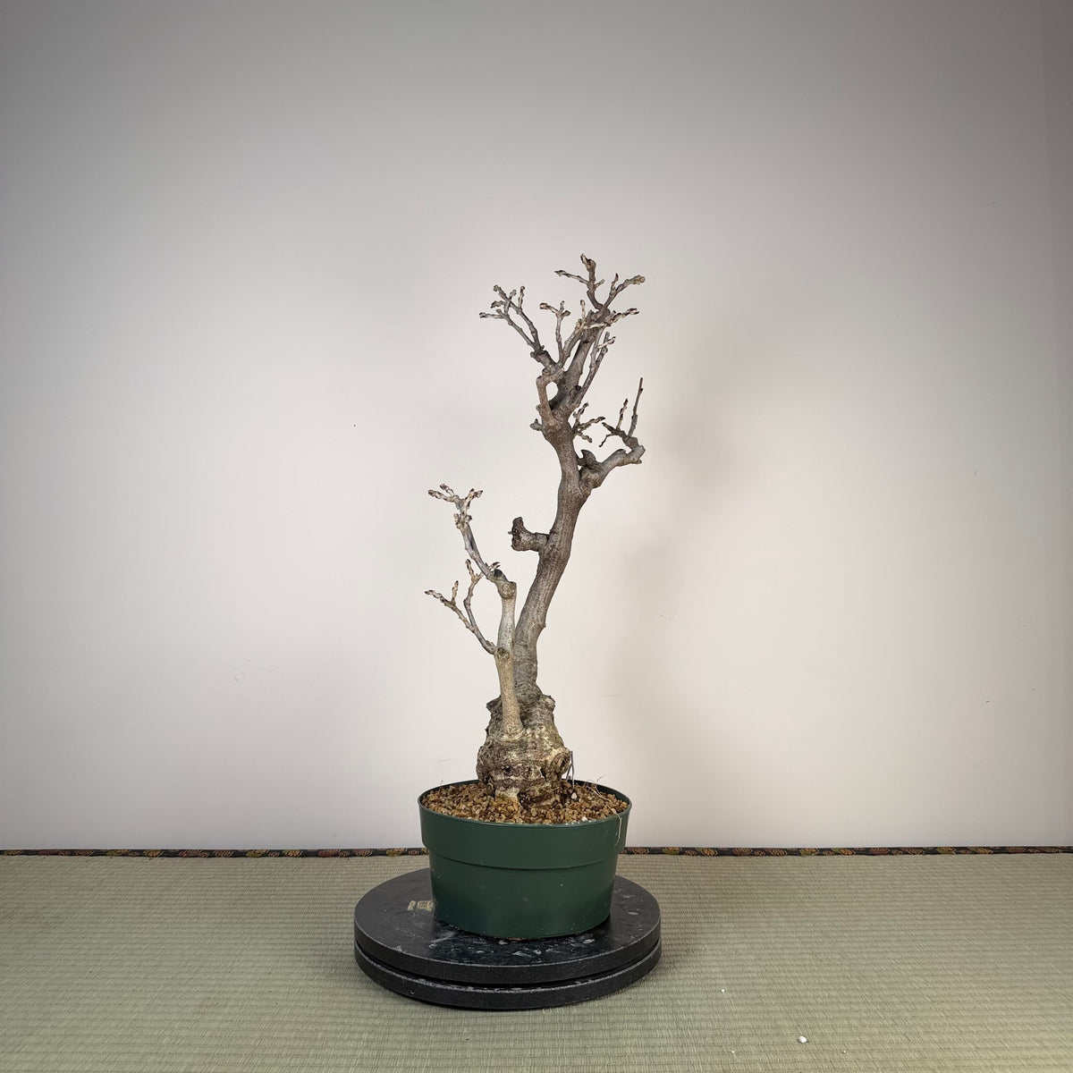 Wisteria floribunda