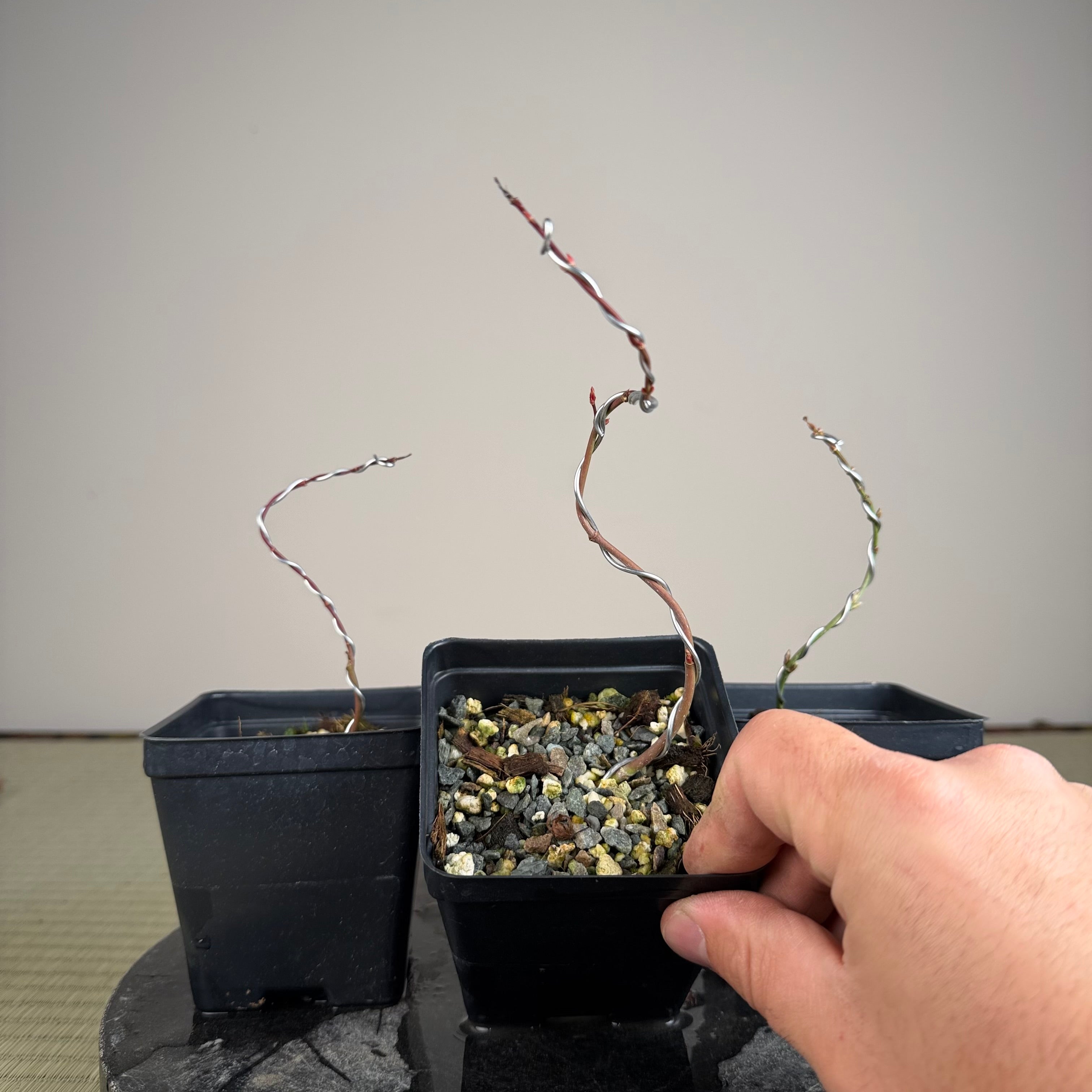 Acer palmatum 'Yves' Petites Feuiles' (wired)