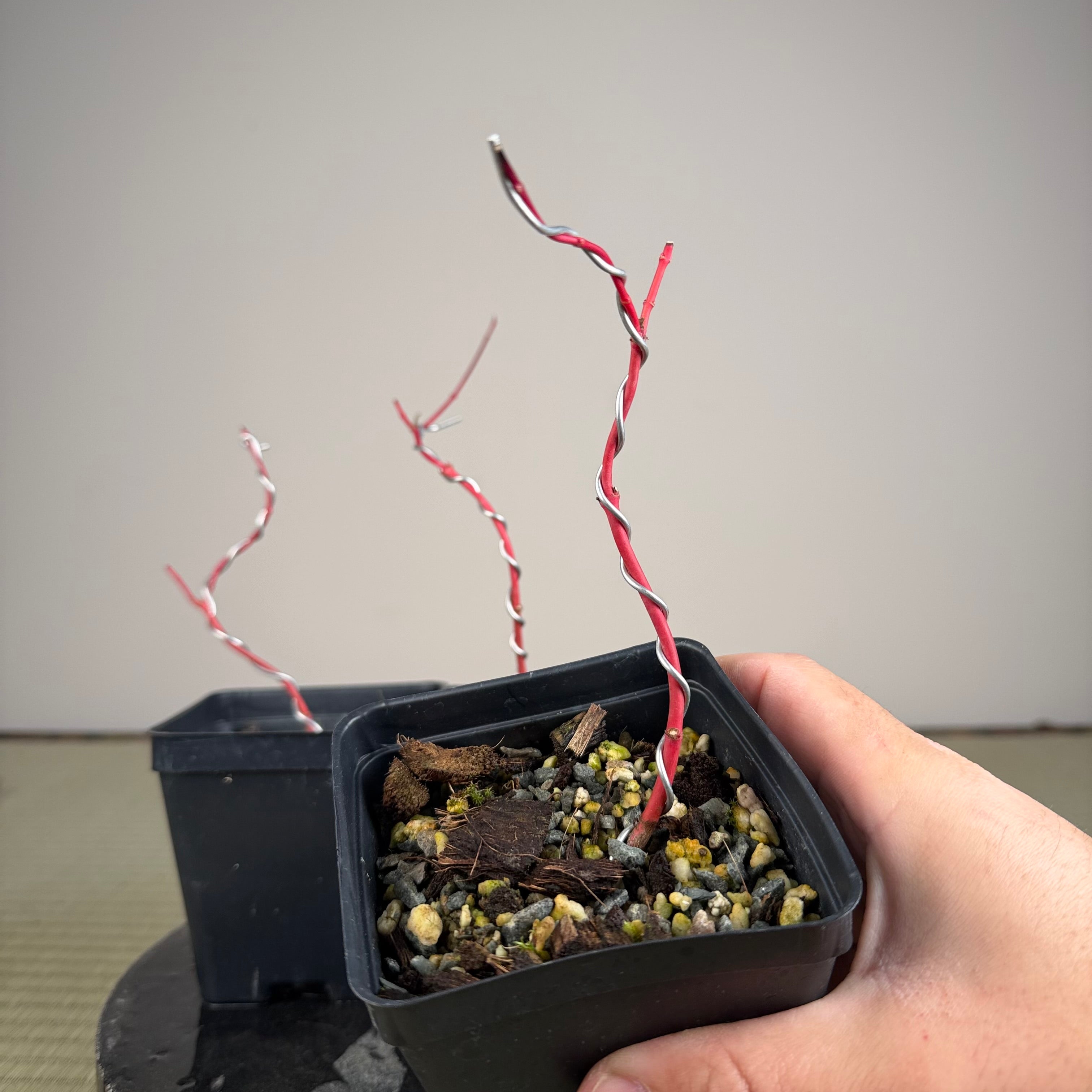 Acer palmatum 'Sango Kaku' (wired)