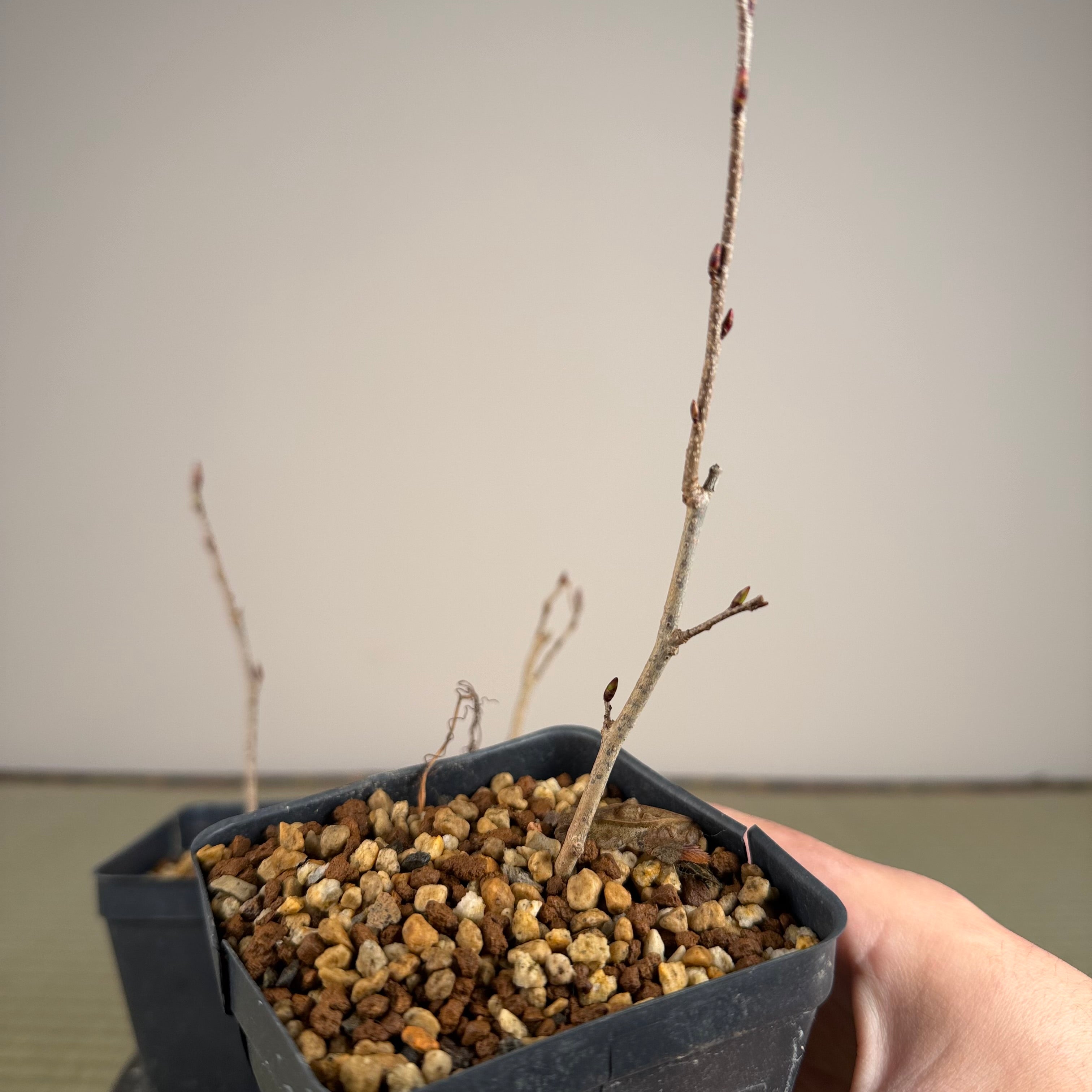 Carpinus turczaninowii