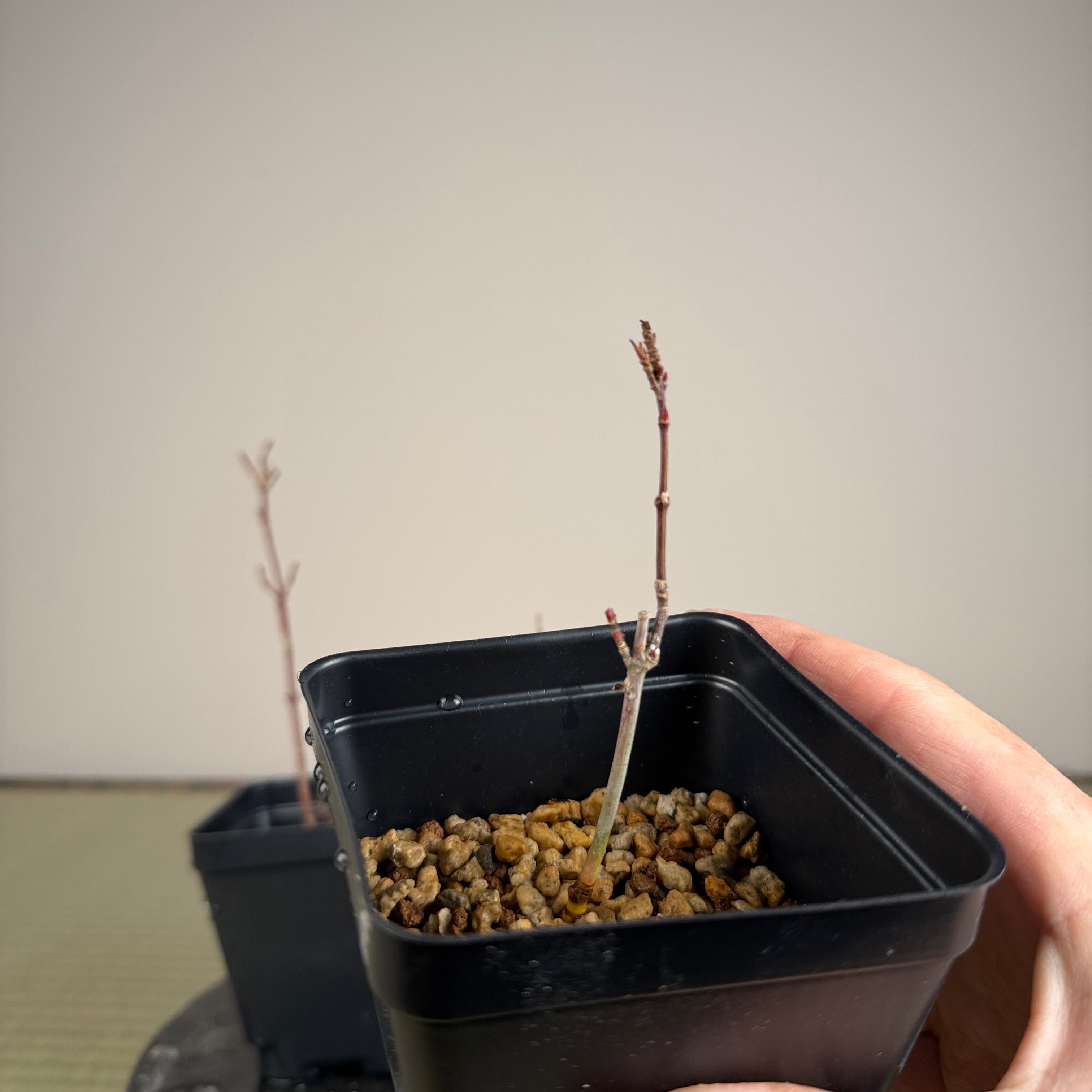 Acer palmatum 'Orihime'