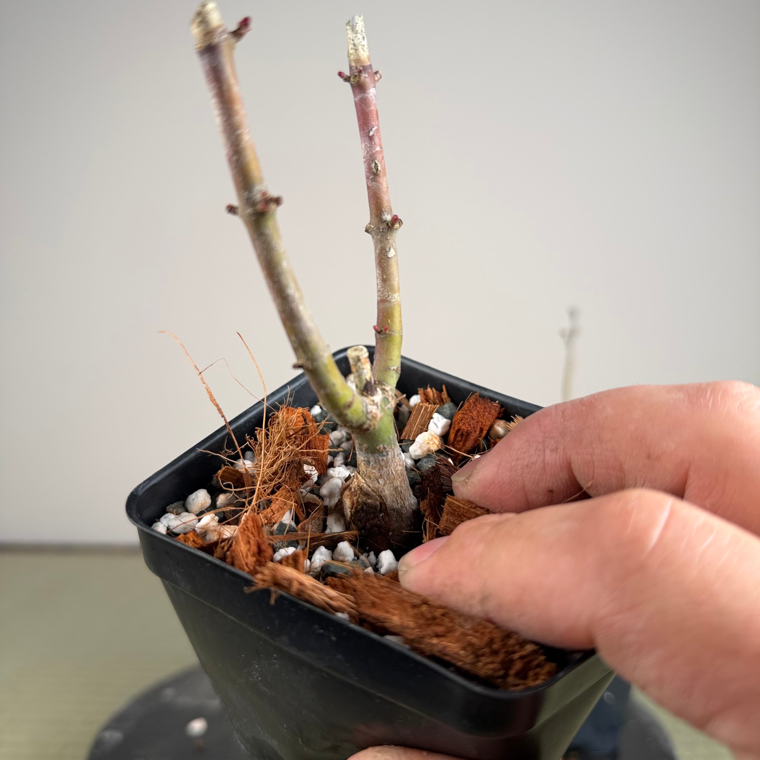 Acer palmatum 'Shishigashira' (grafted)