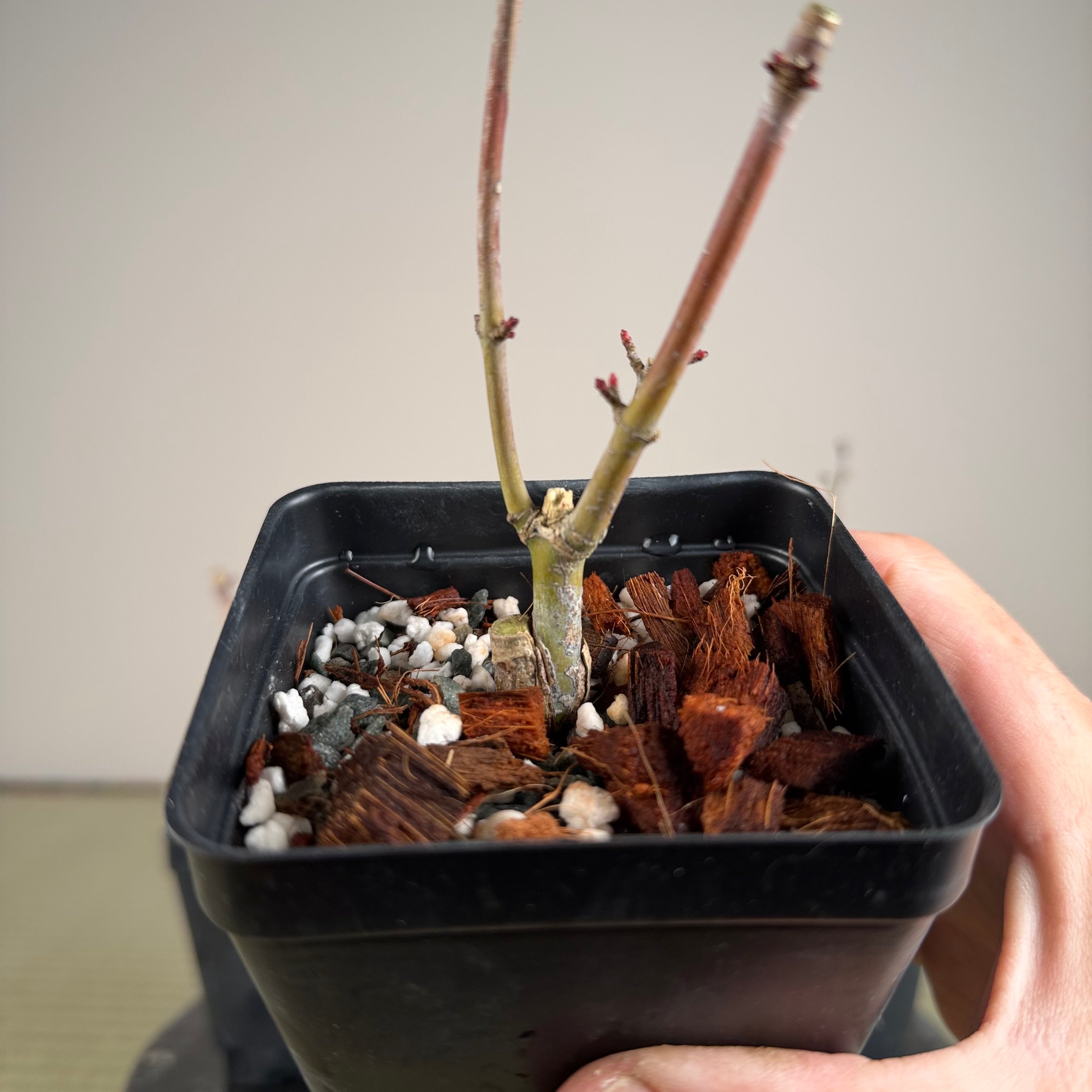 Acer palmatum 'Shishigashira' (grafted)