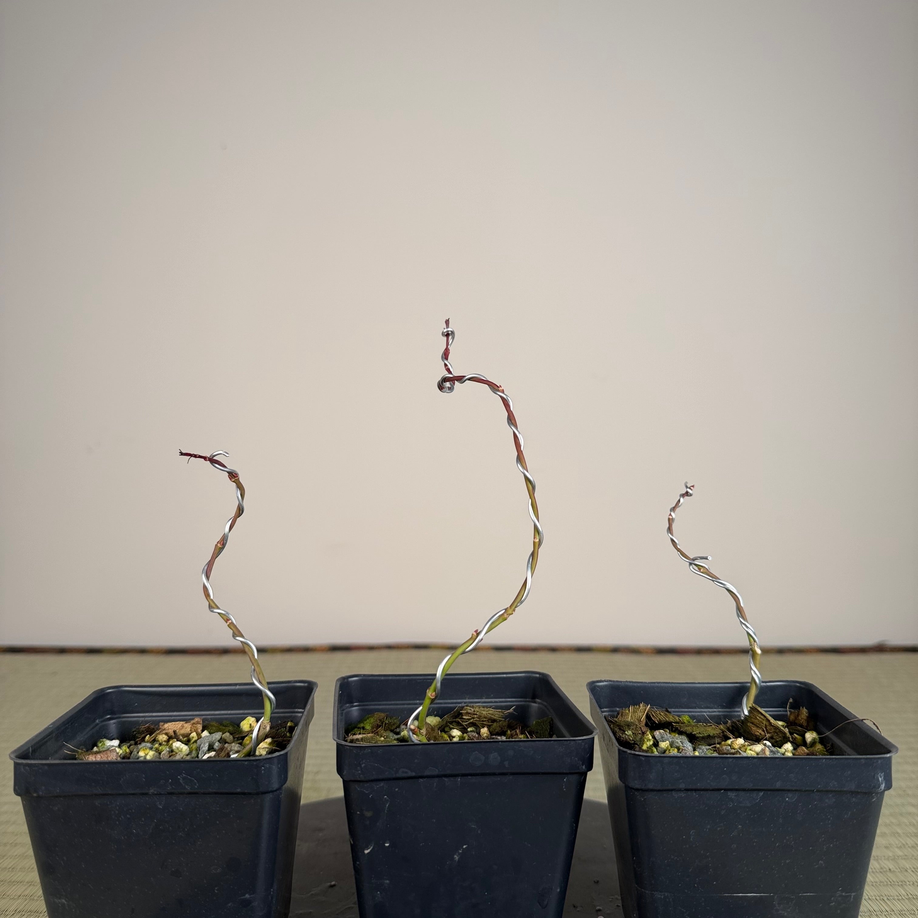 Acer palmatum 'Yves' Doigts de fée' (wired)