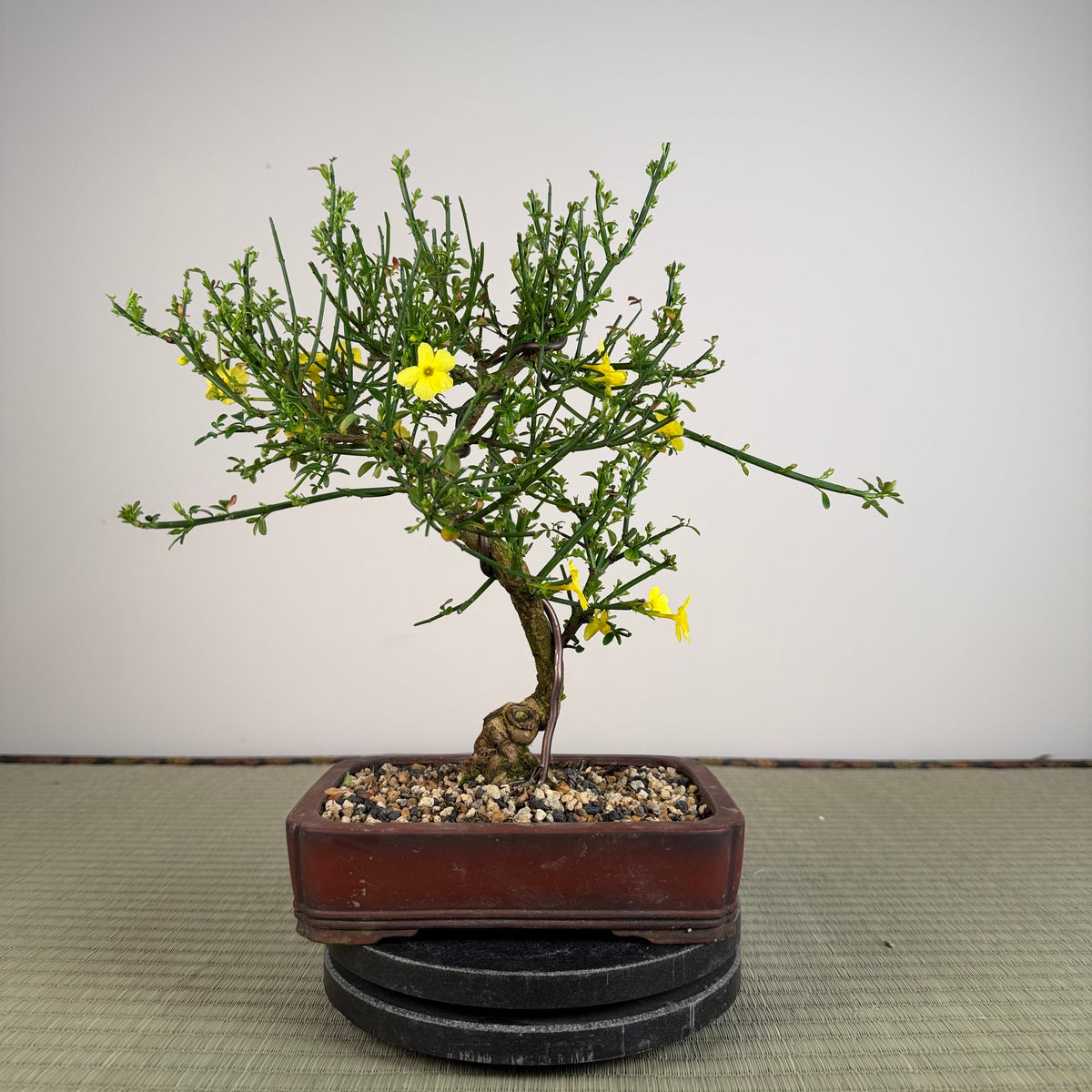 Jasminum nudiflorum