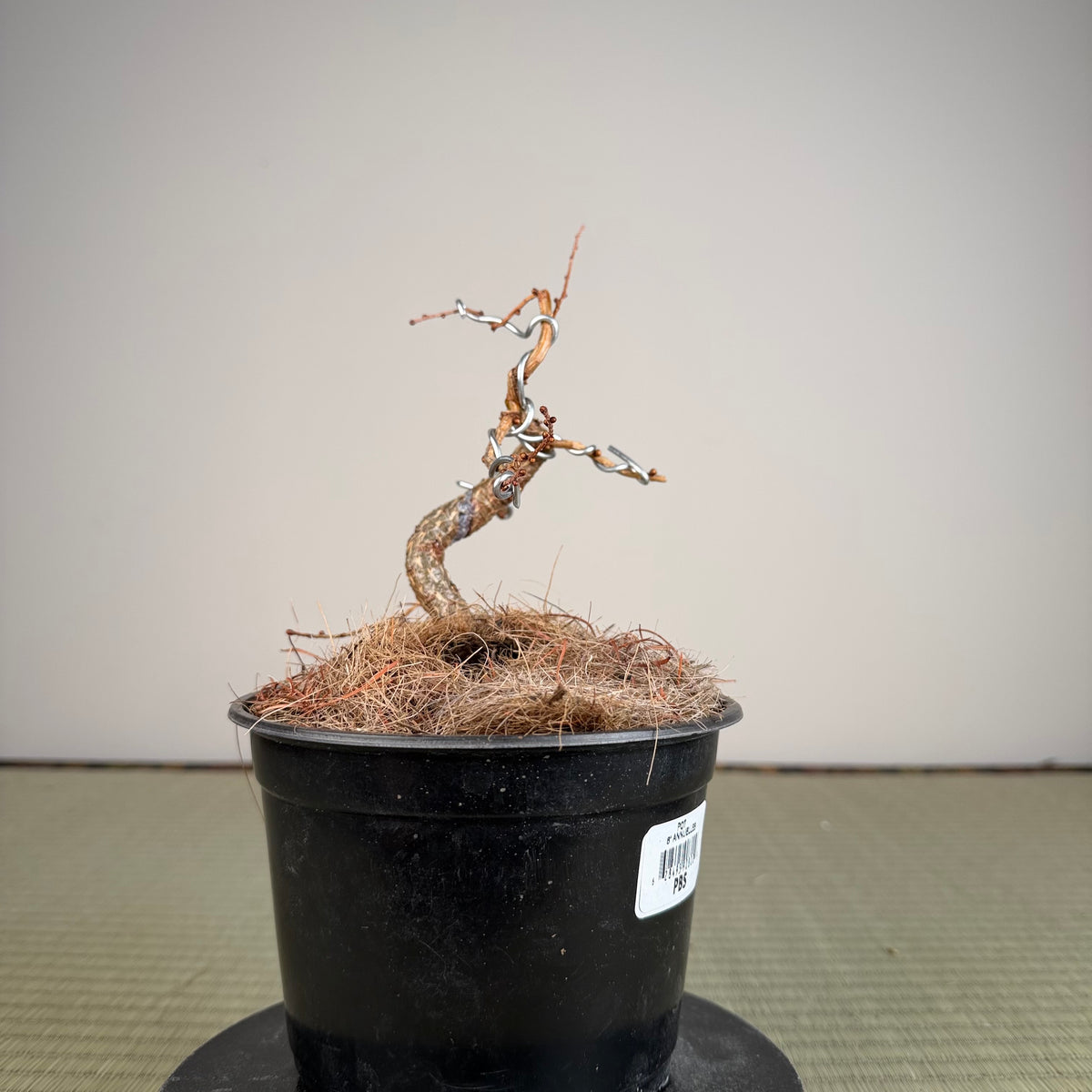 Larix leptolepsis