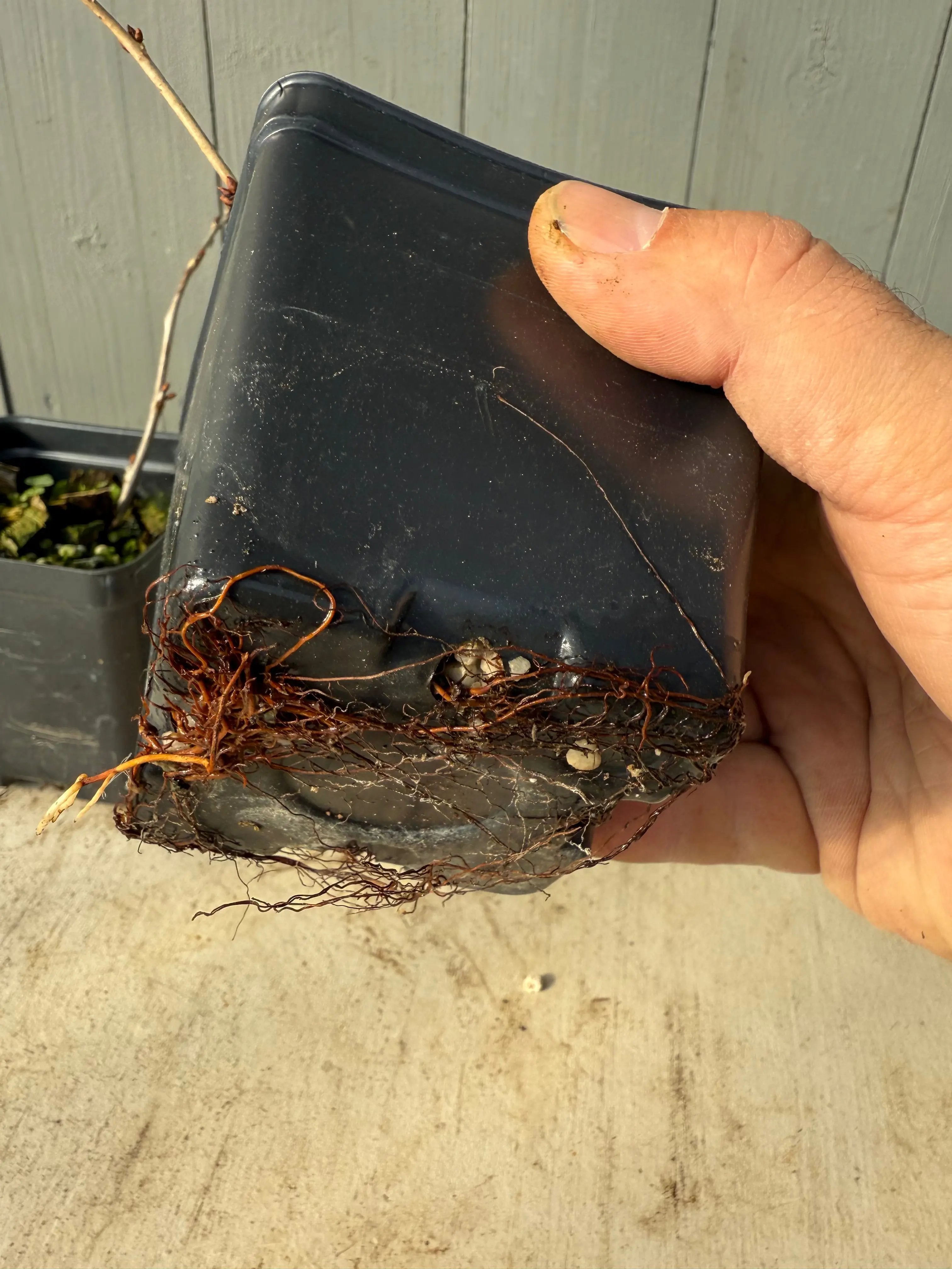 Prunus nipponica var. kurilensis Canada Bonsai