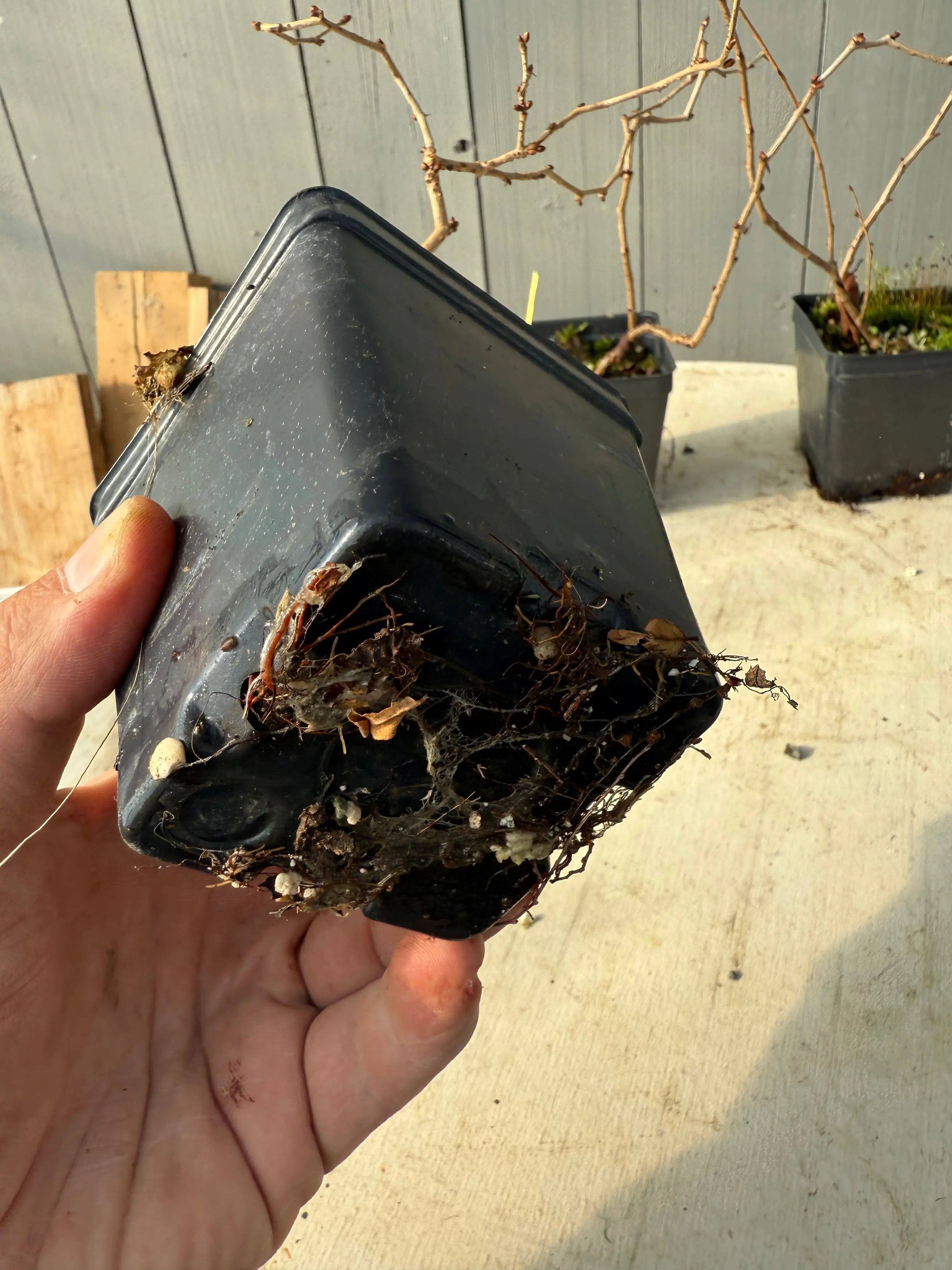 Prunus incisa Canada Bonsai