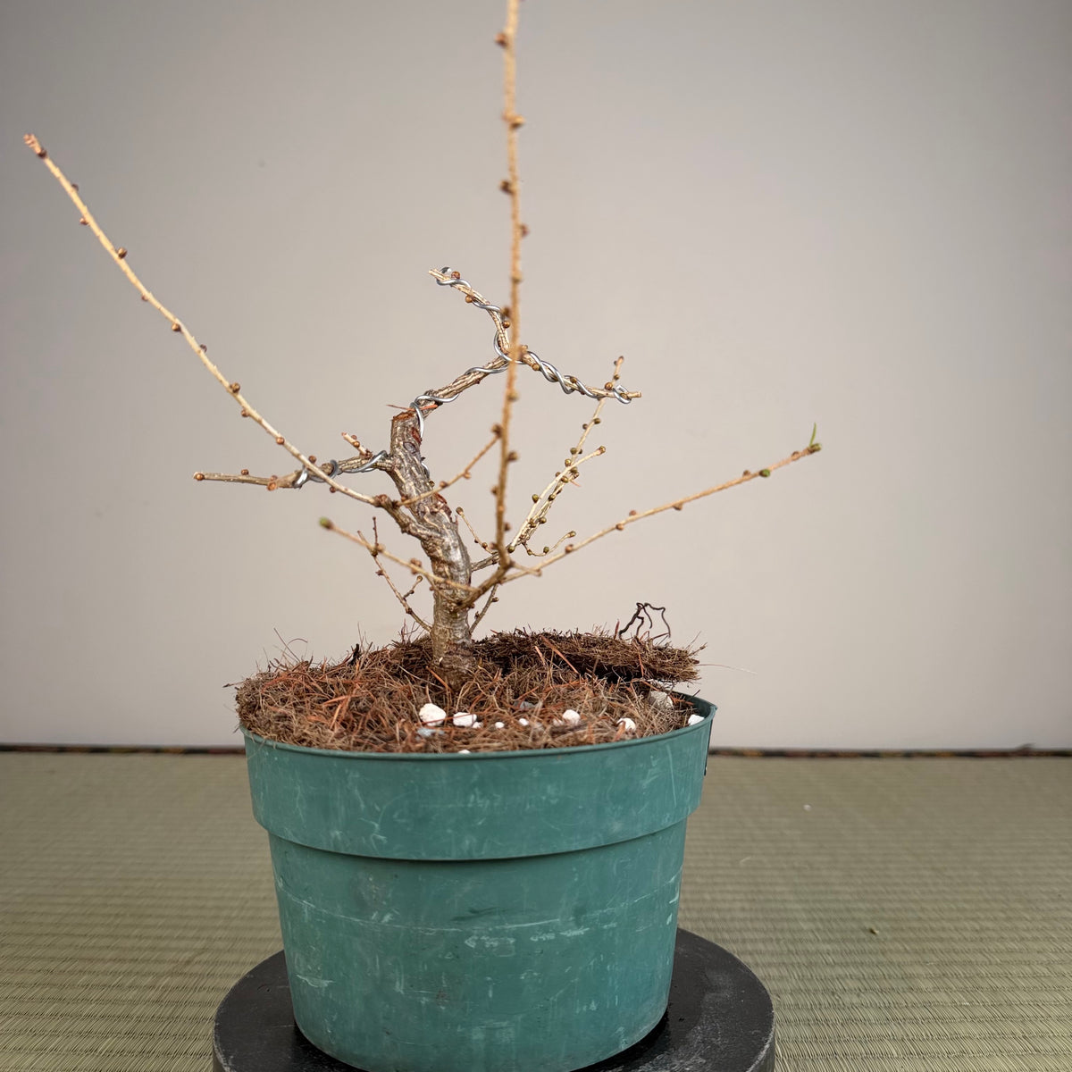 Larix leptolepsis