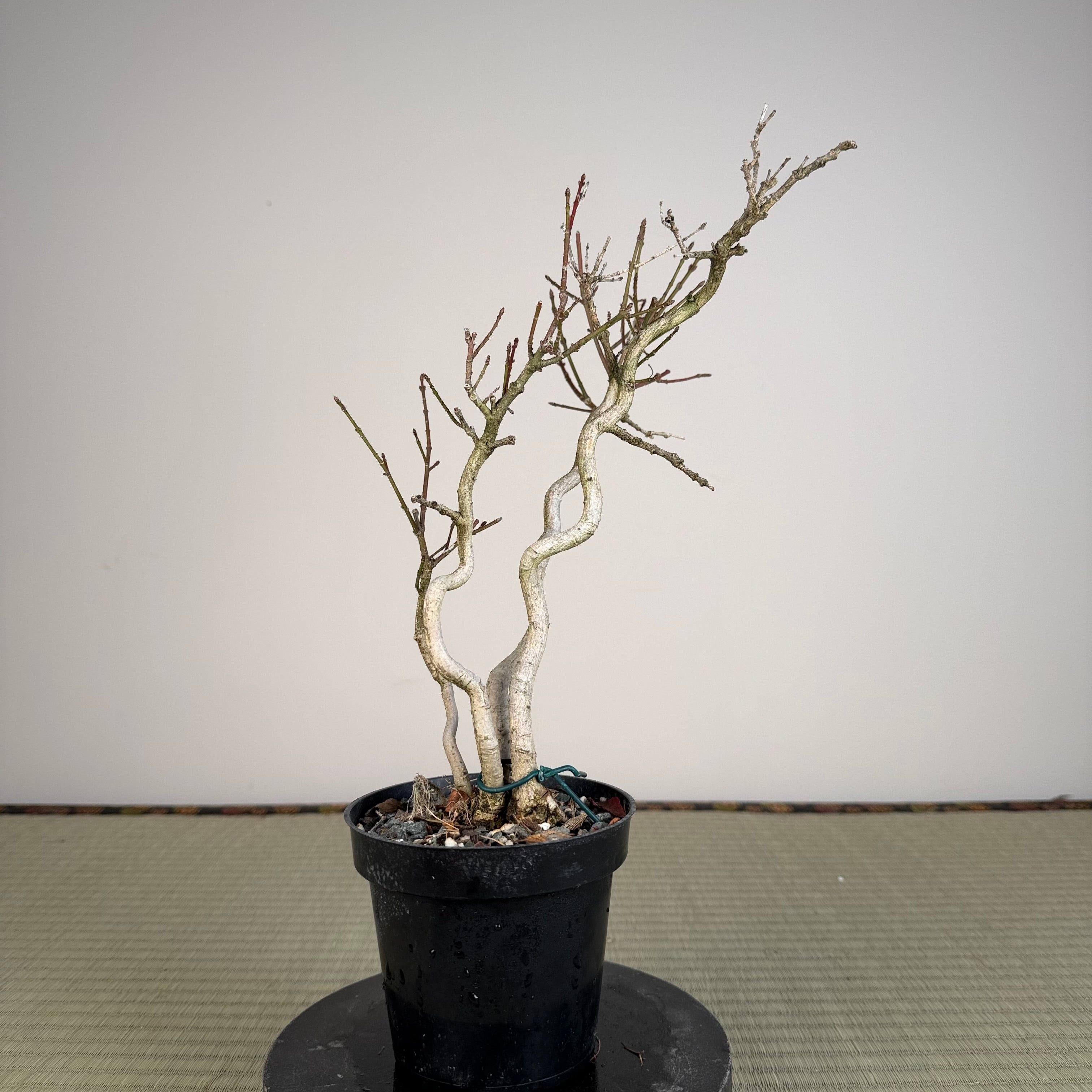 Euonymus