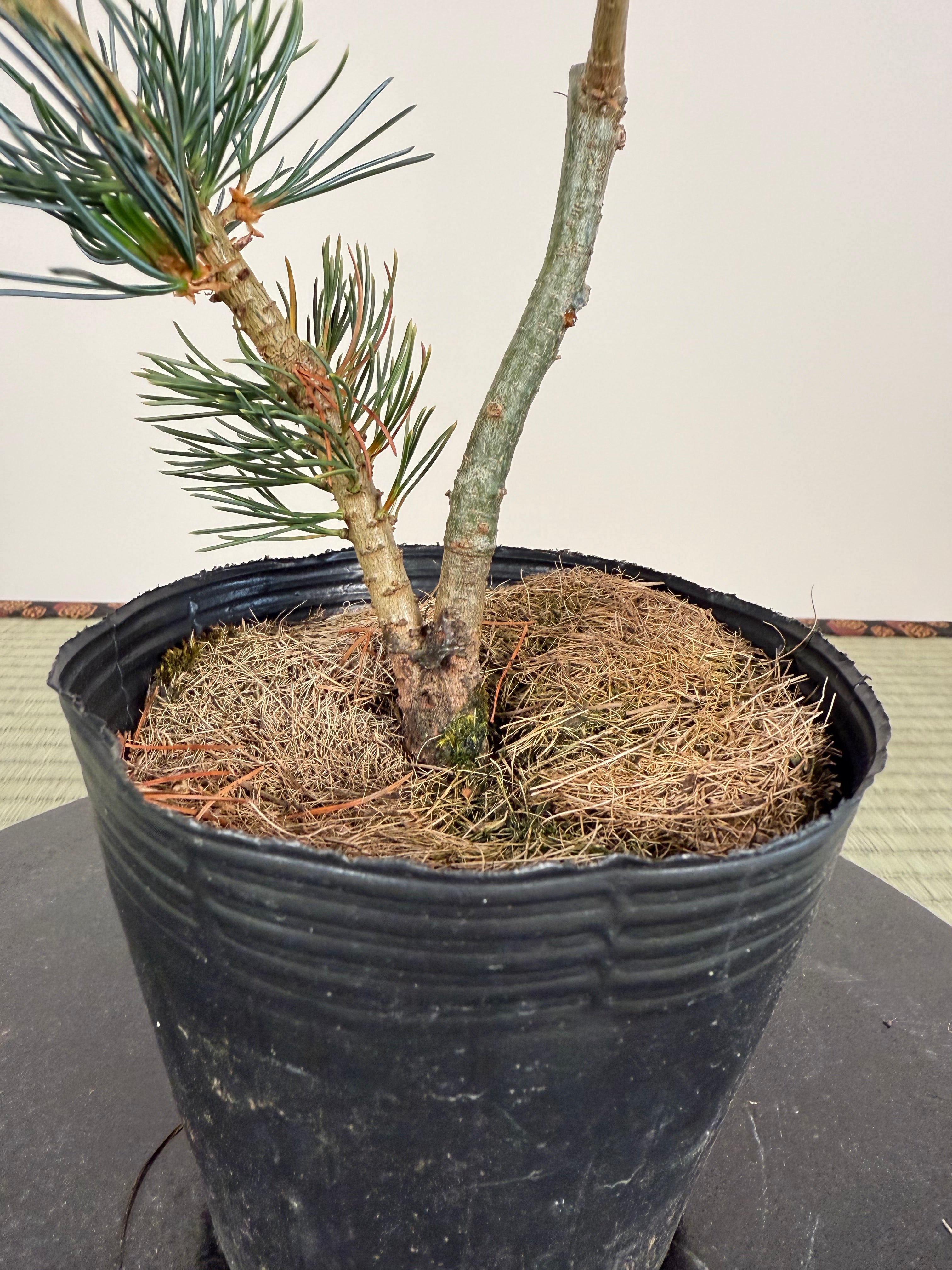 Pinus parviflora 'Kokonoe'