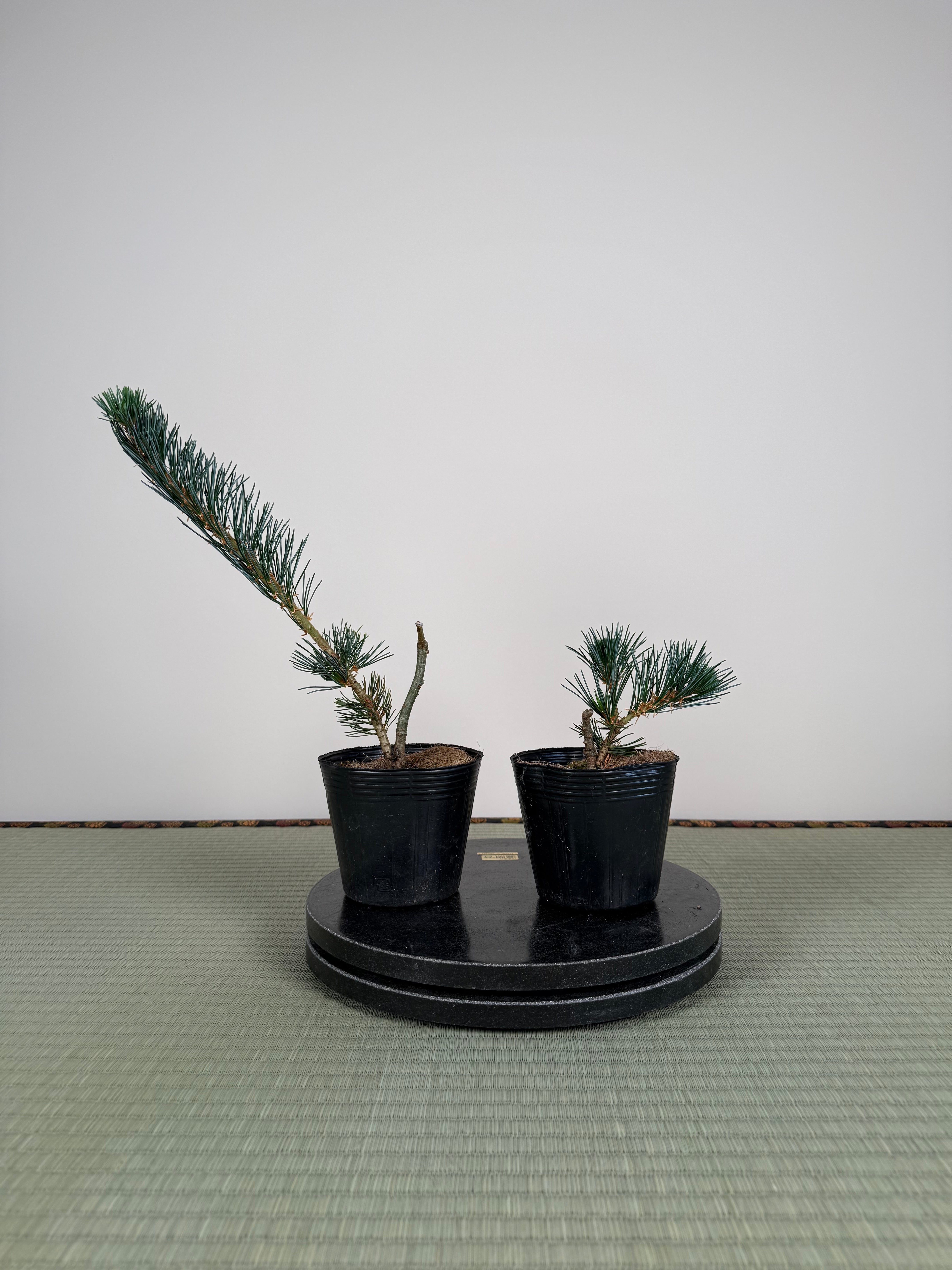 Pinus parviflora 'Kokonoe'