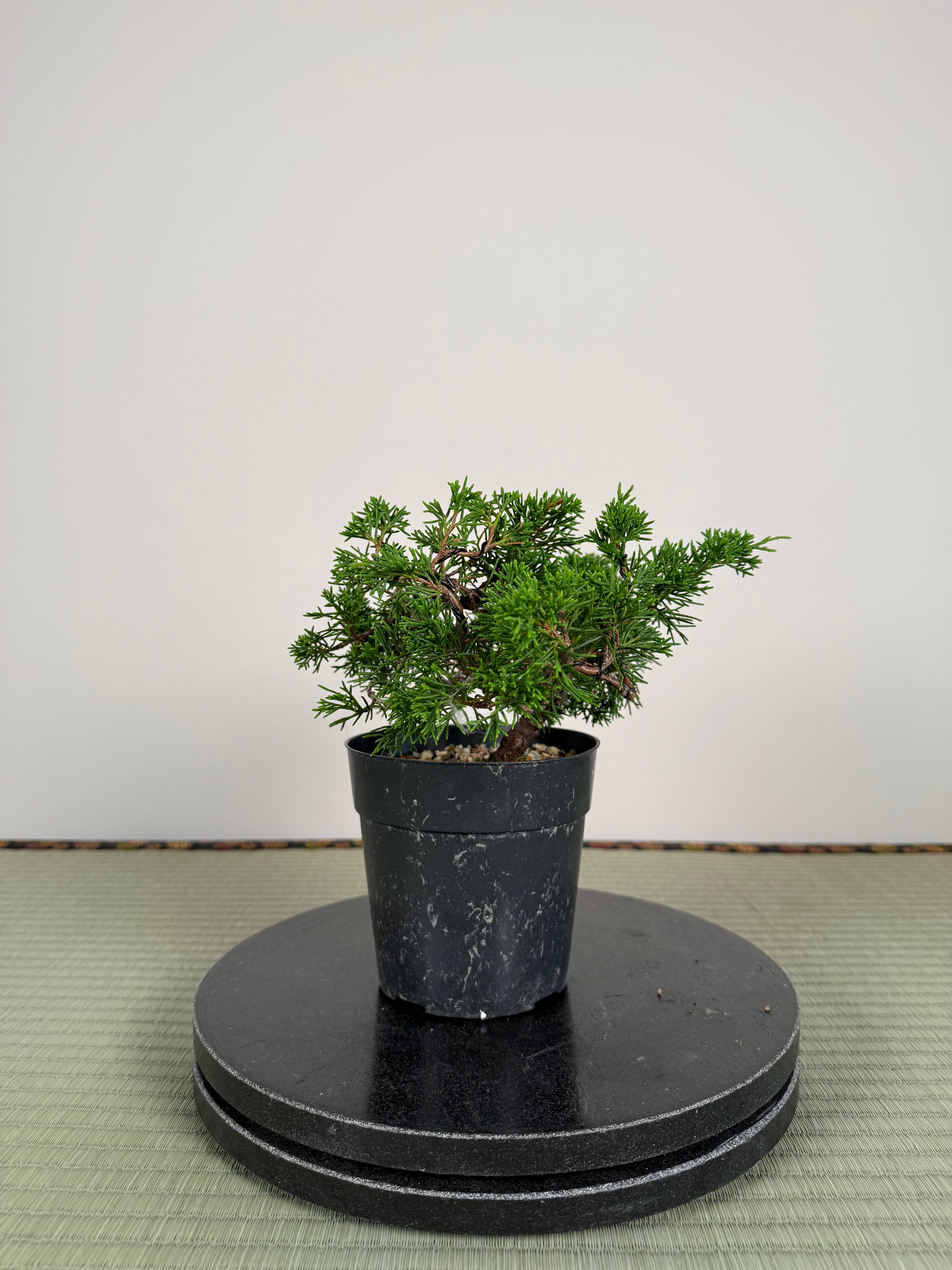 Juniperus chinensis Itoigawa