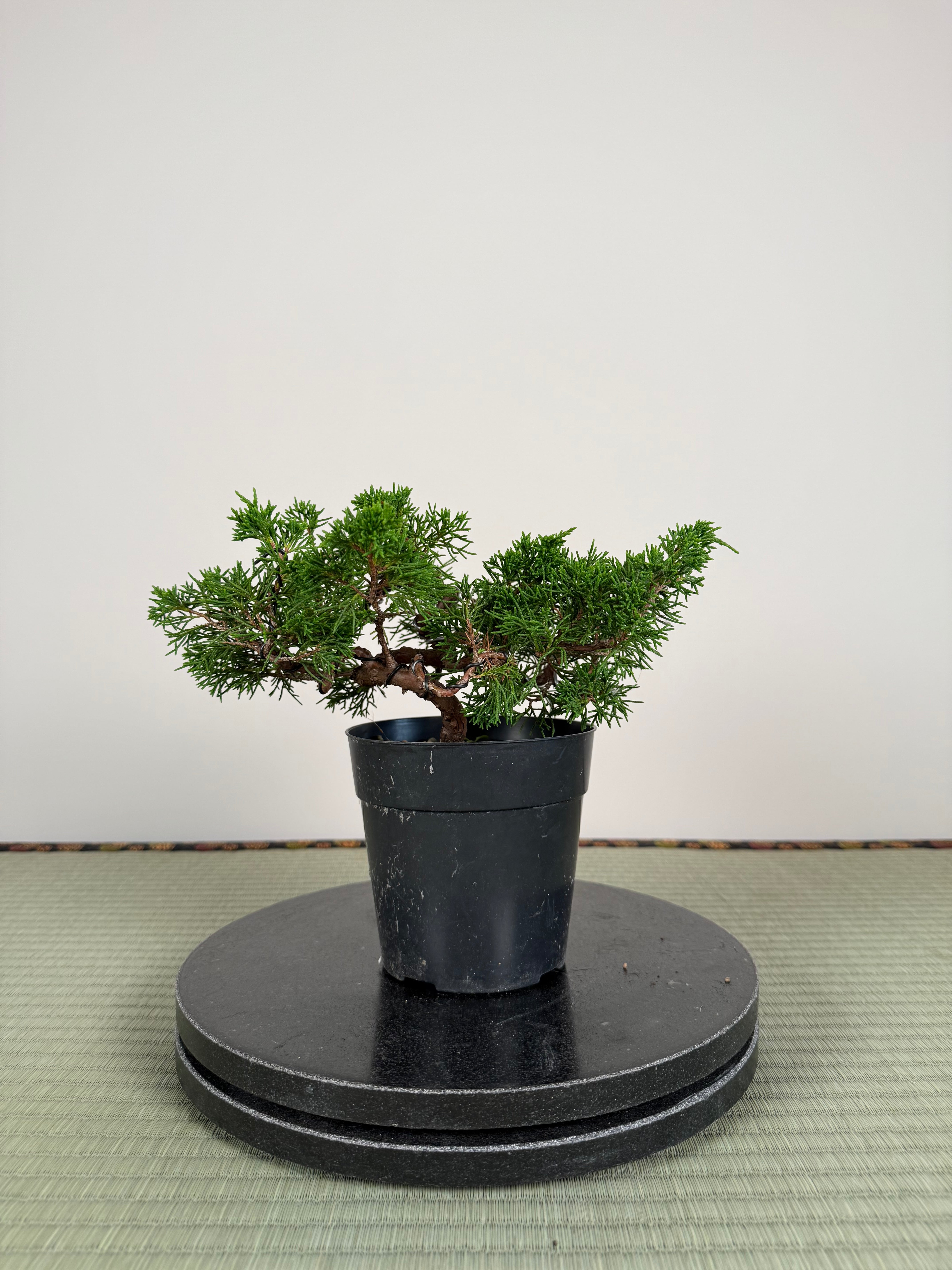 Juniperus chinensis Itoigawa