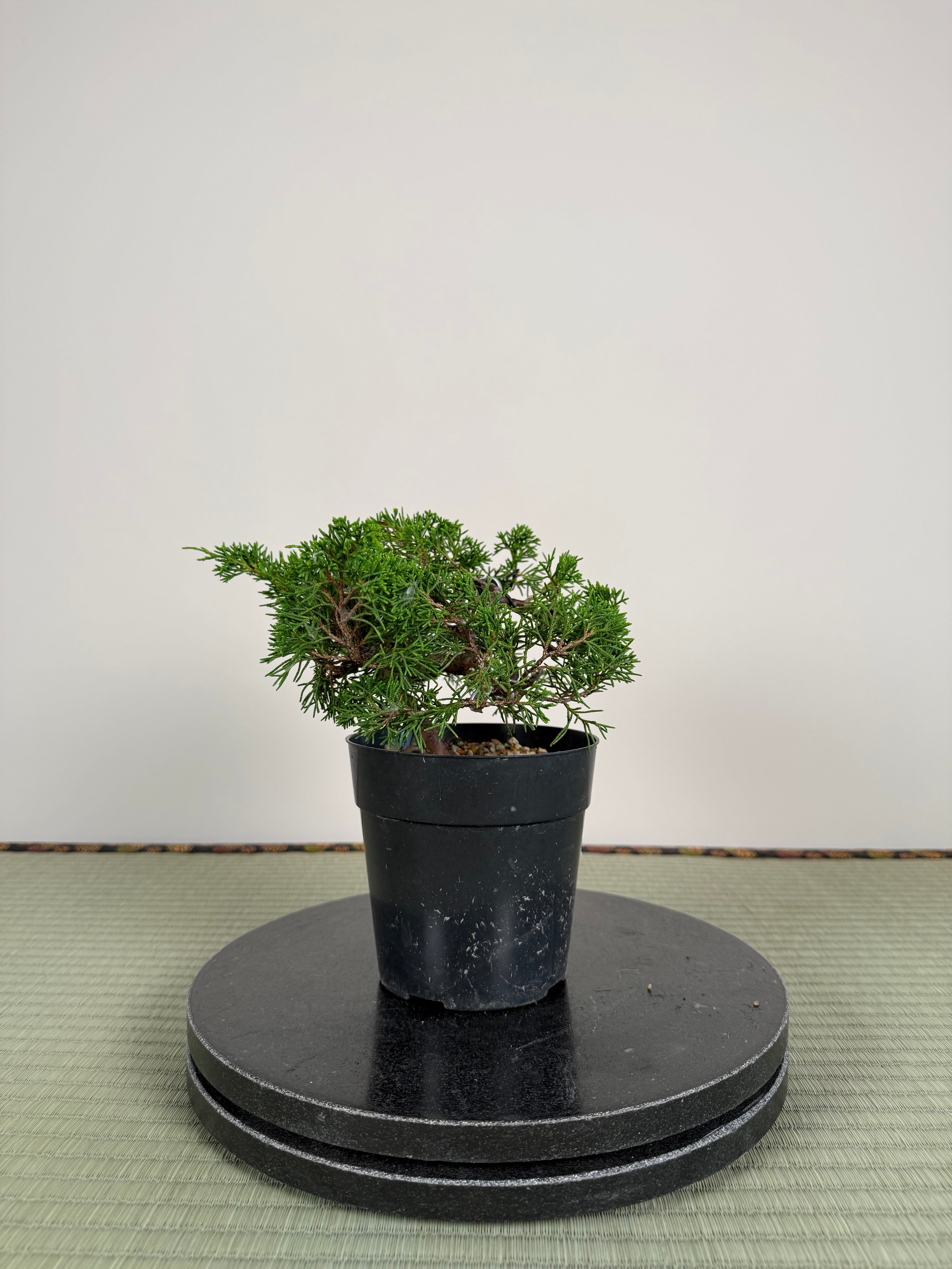 Juniperus chinensis Itoigawa