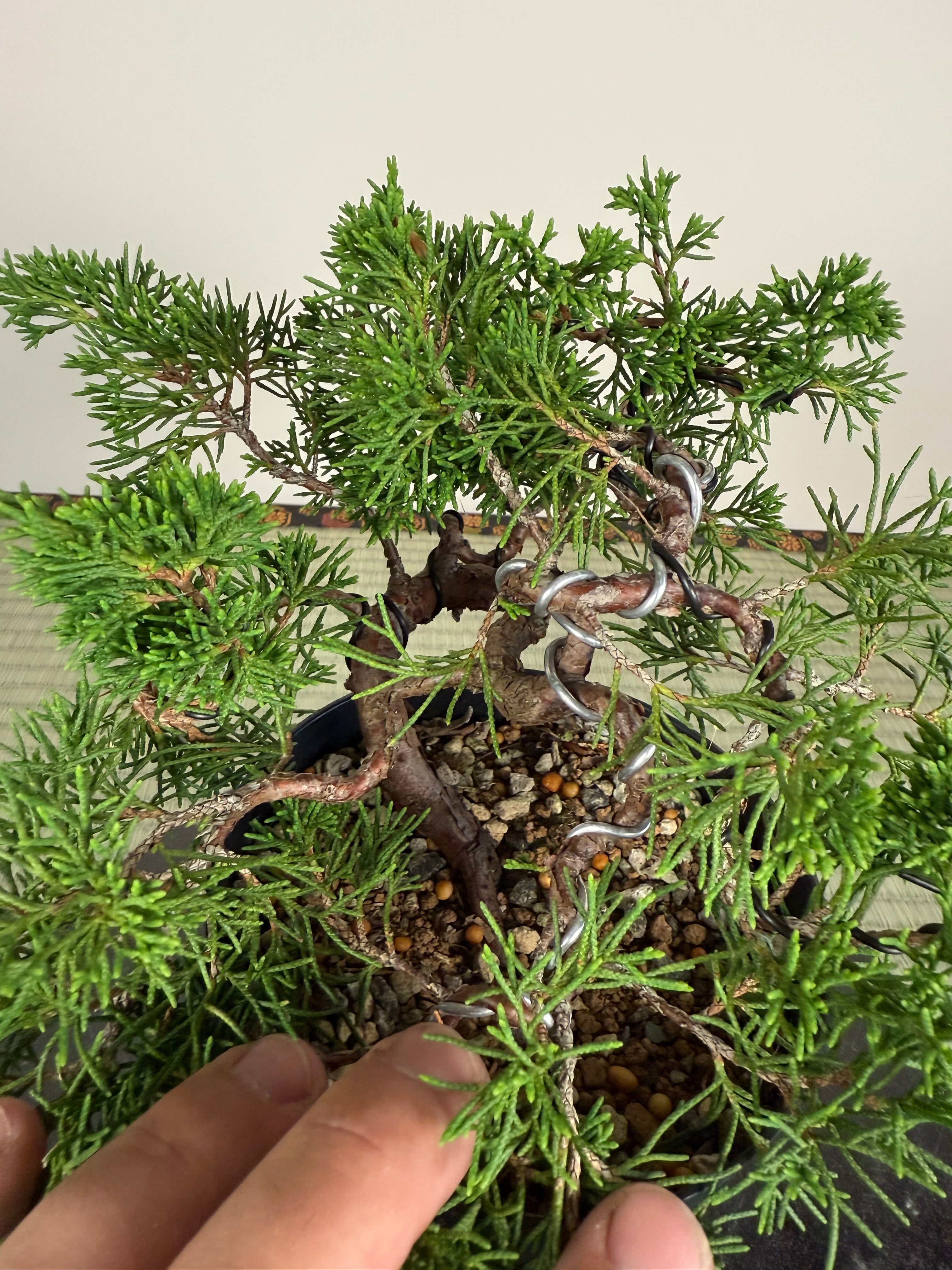 Juniperus chinensis Itoigawa