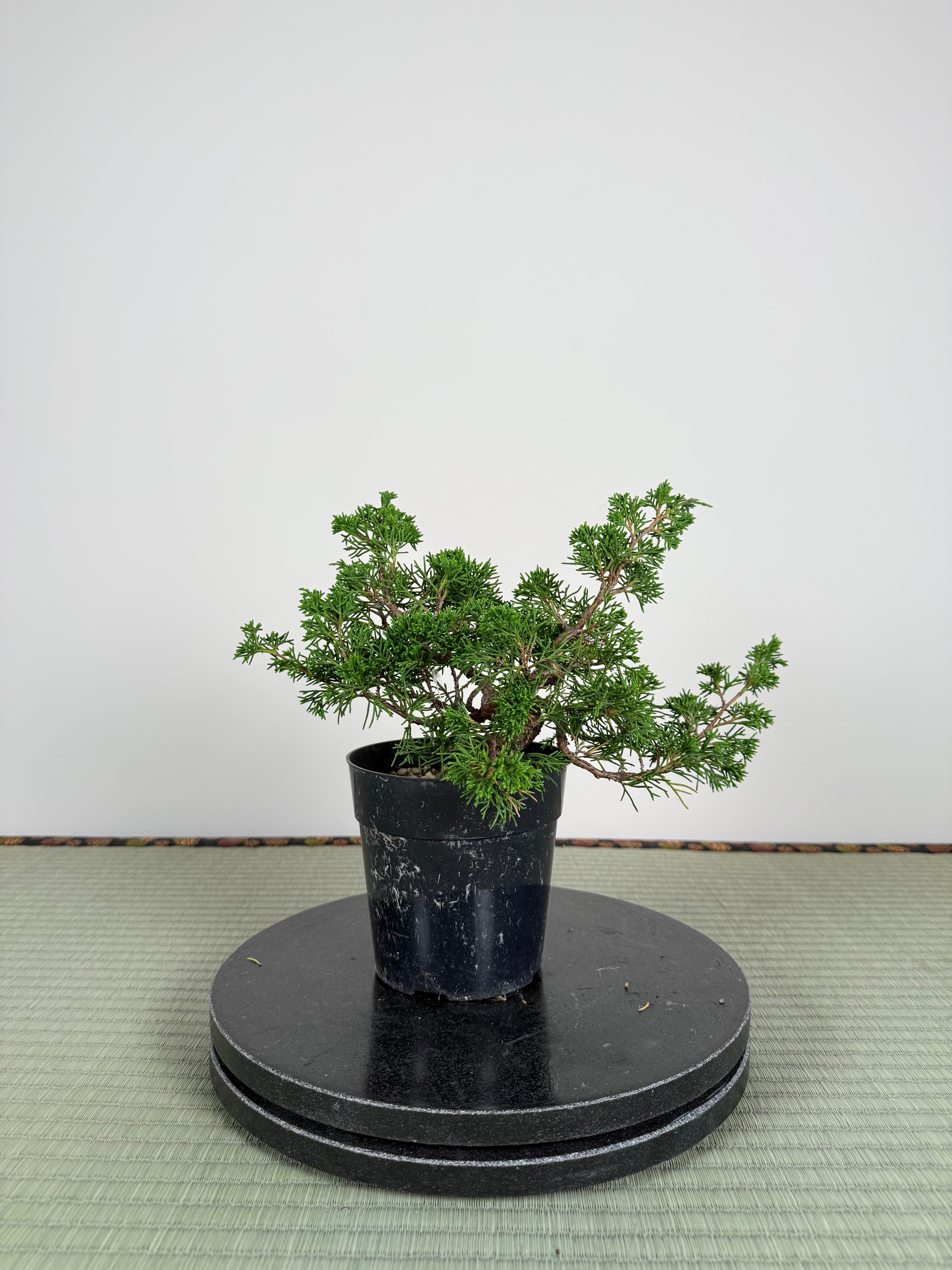 Juniperus chinensis Itoigawa