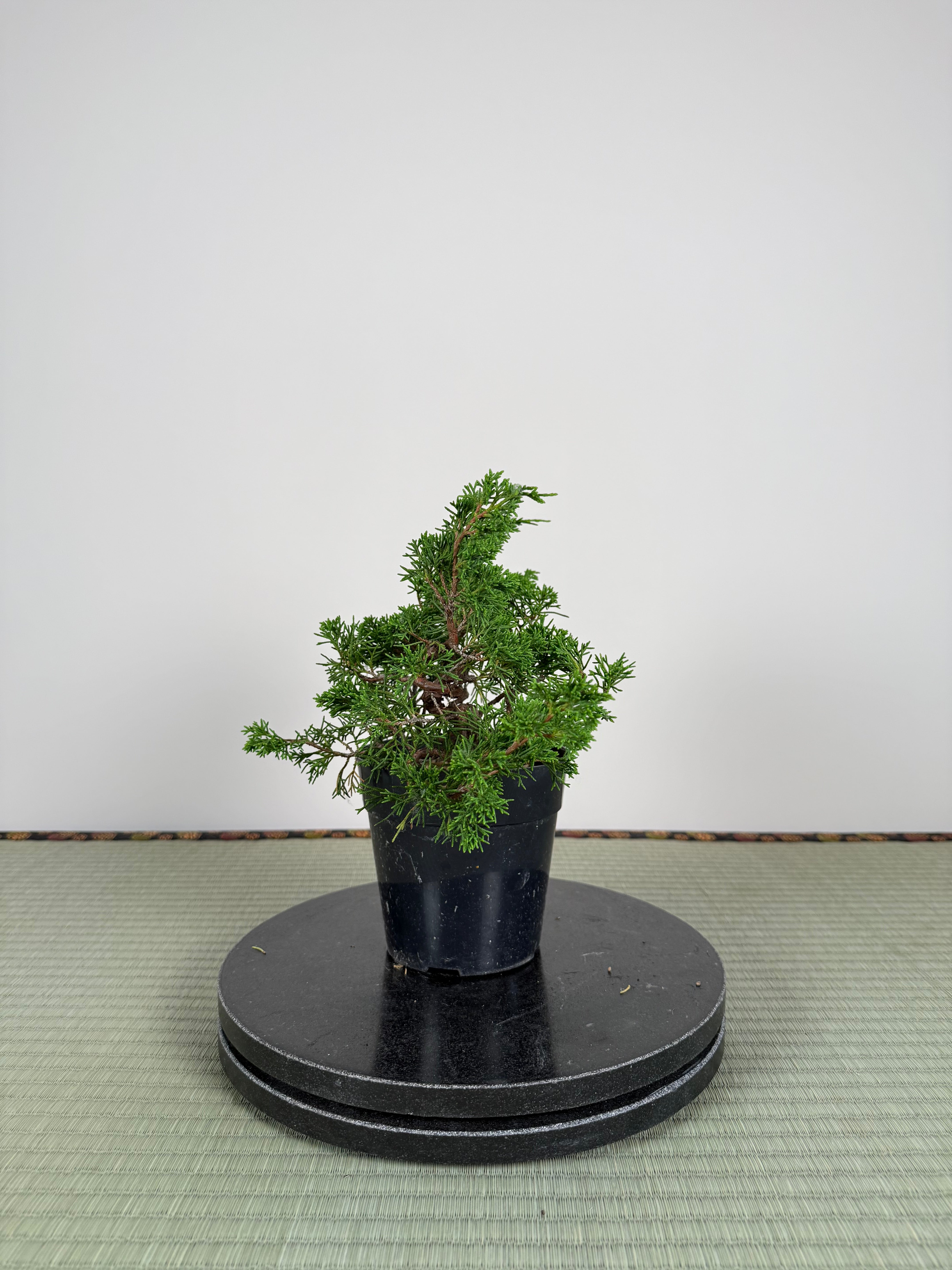Juniperus chinensis Itoigawa