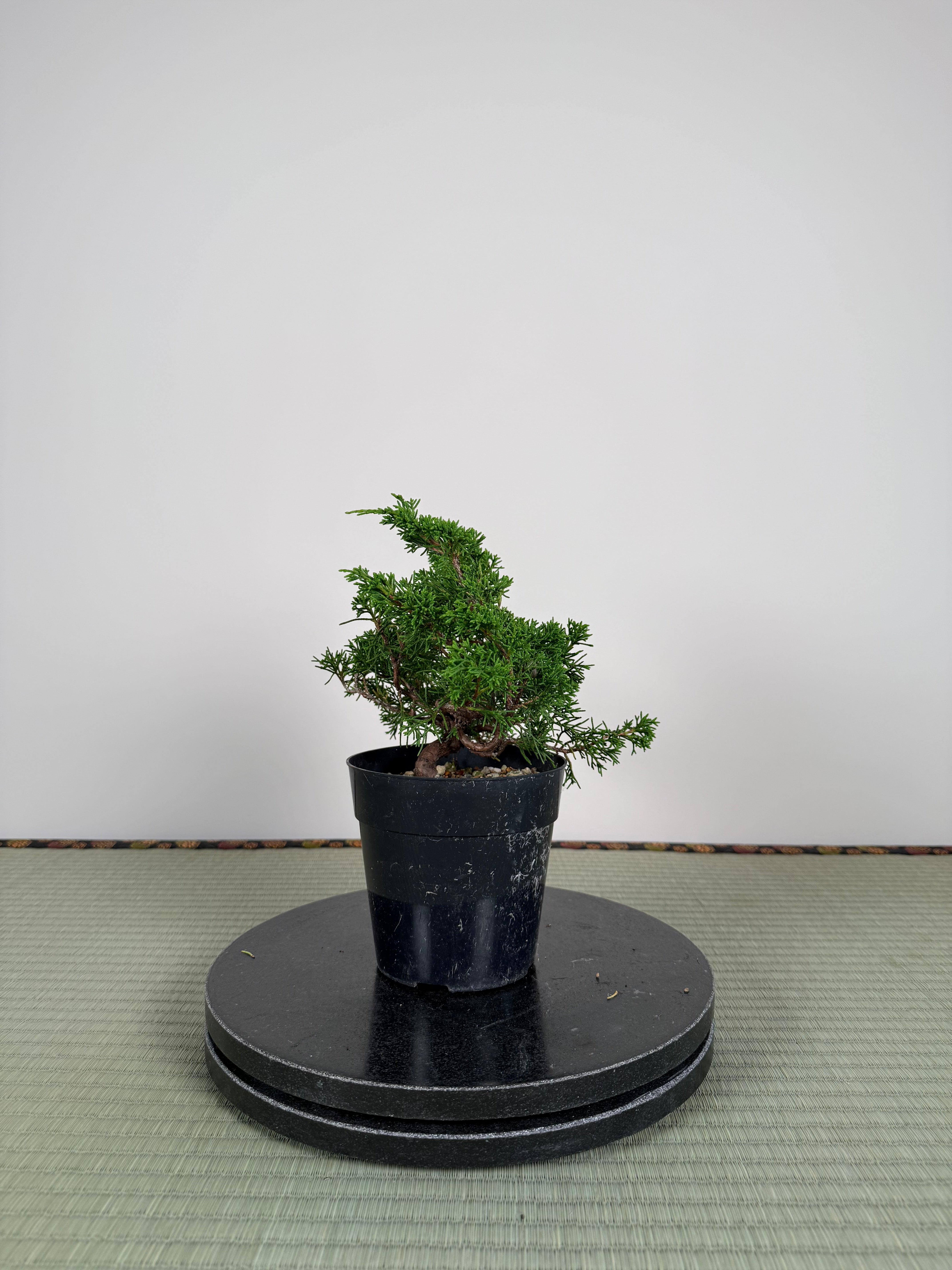 Juniperus chinensis Itoigawa