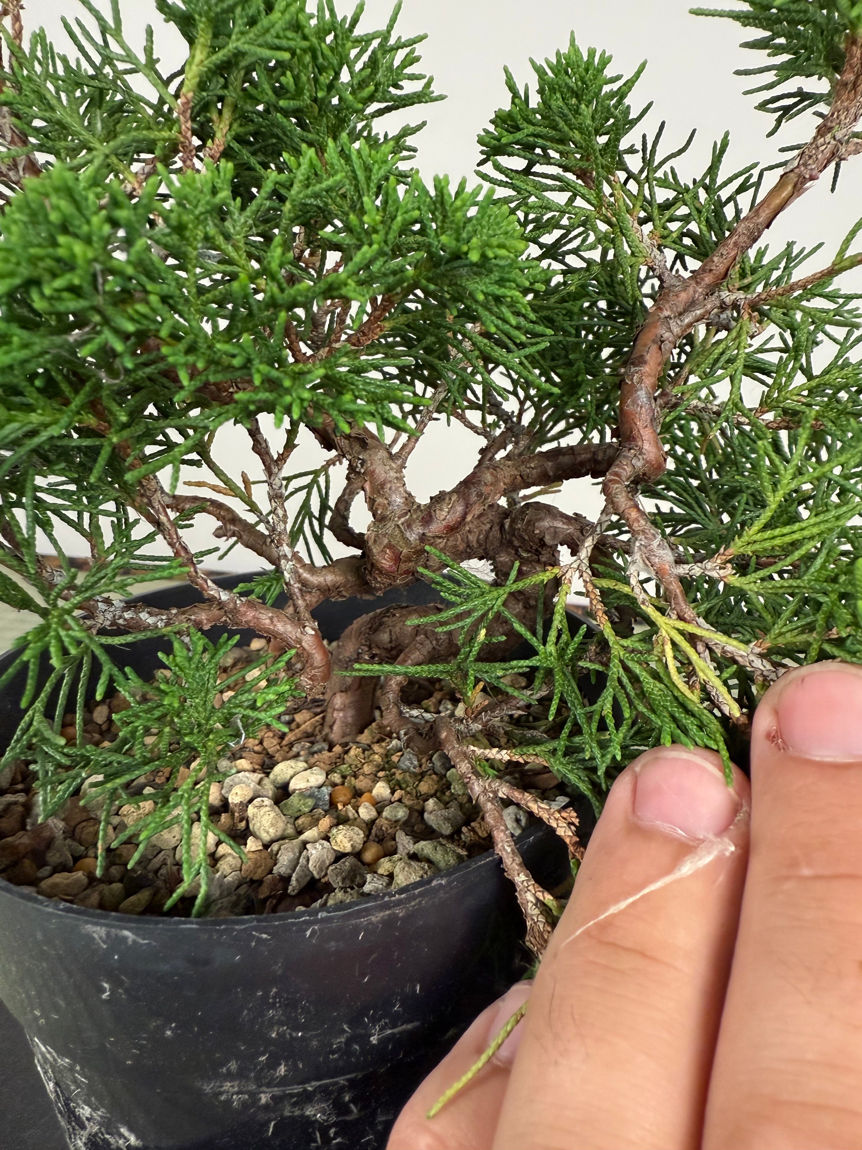 Juniperus chinensis Itoigawa