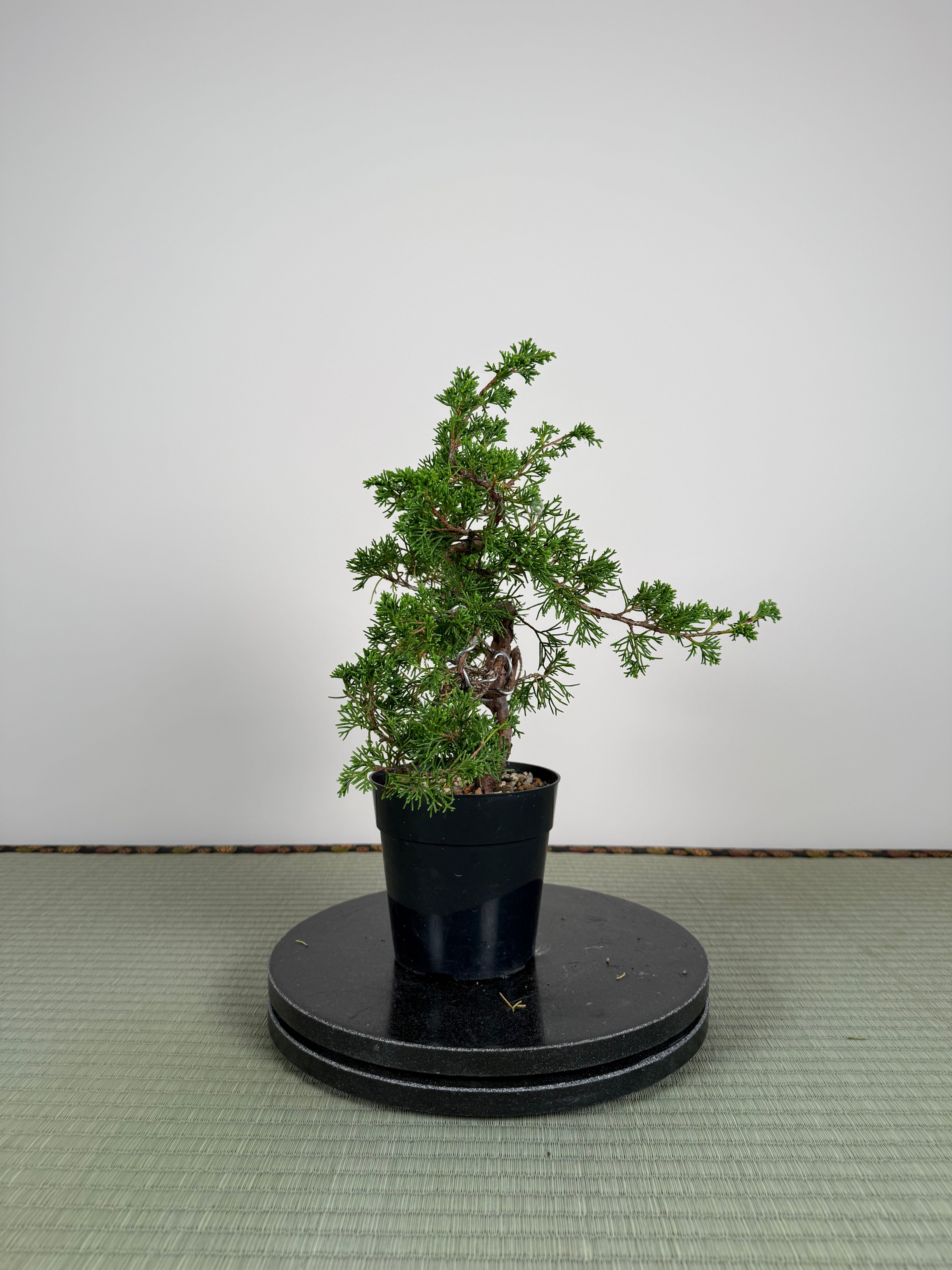 Juniperus chinensis Itoigawa